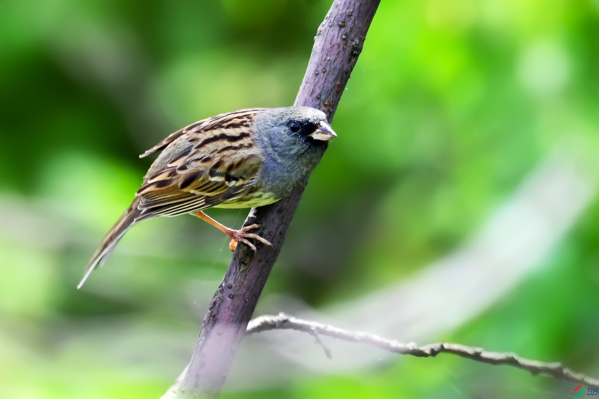 DSC_9331.jpg