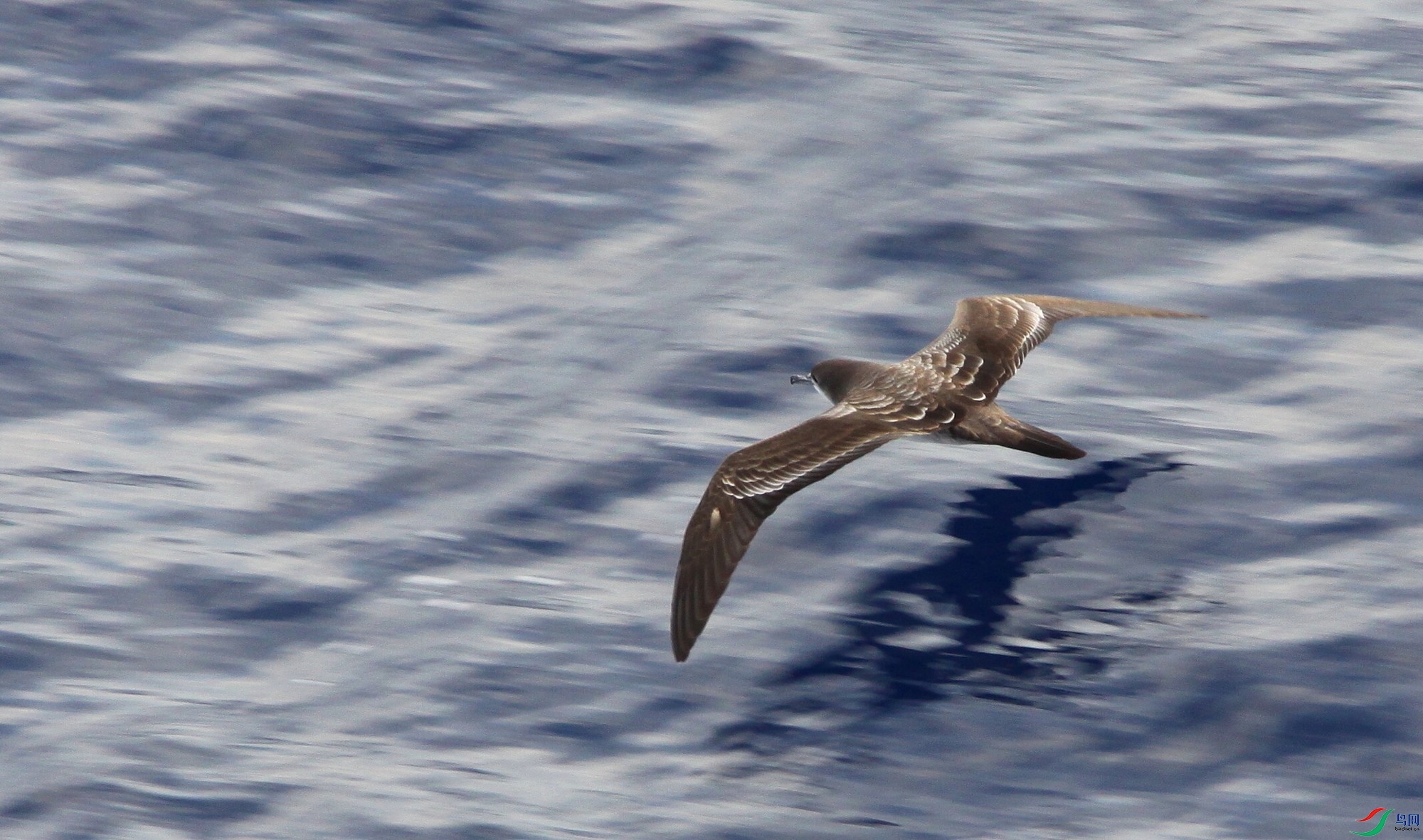 Hawaii260409 676z_1.JPG