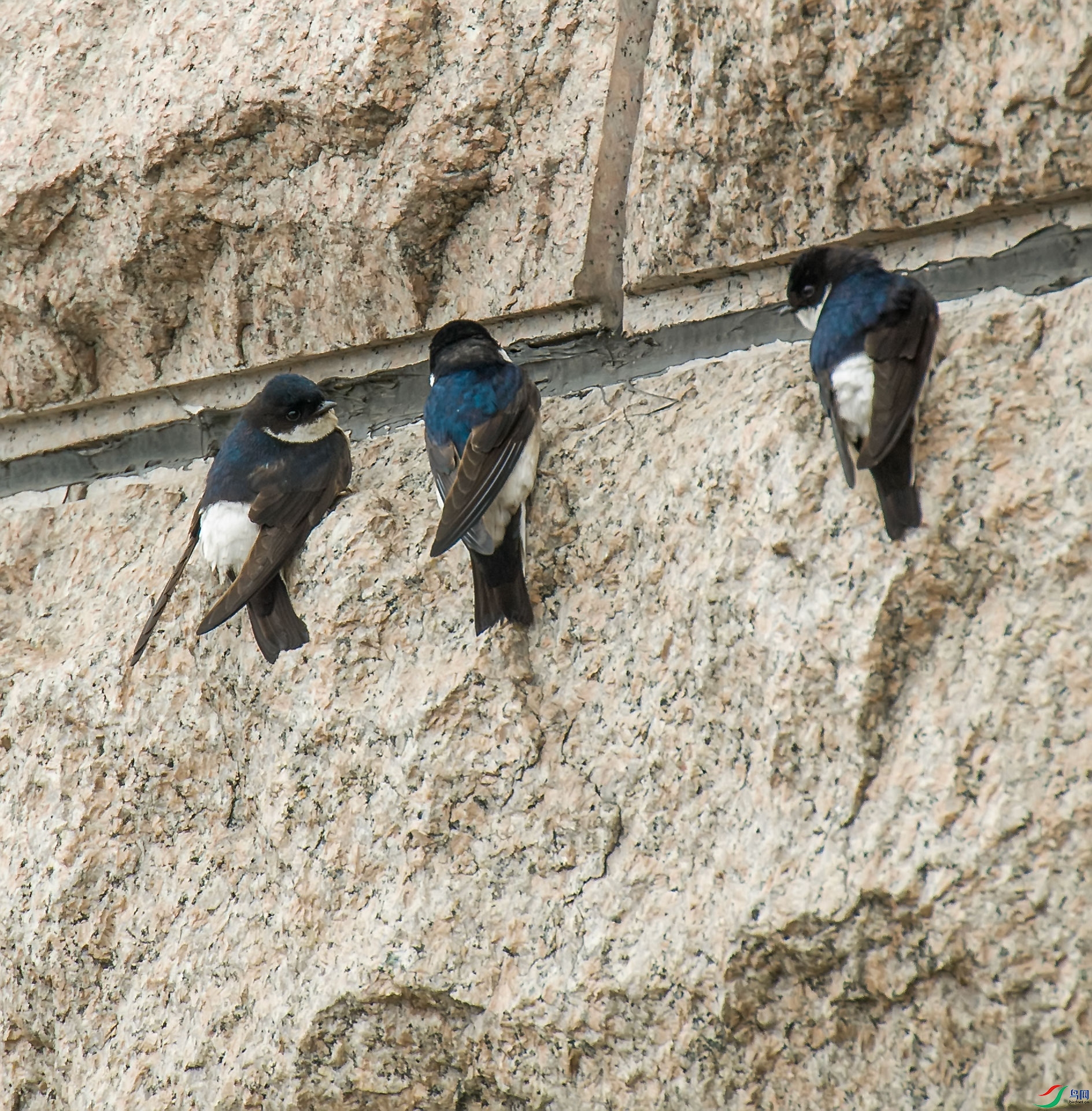 ��ɽ����