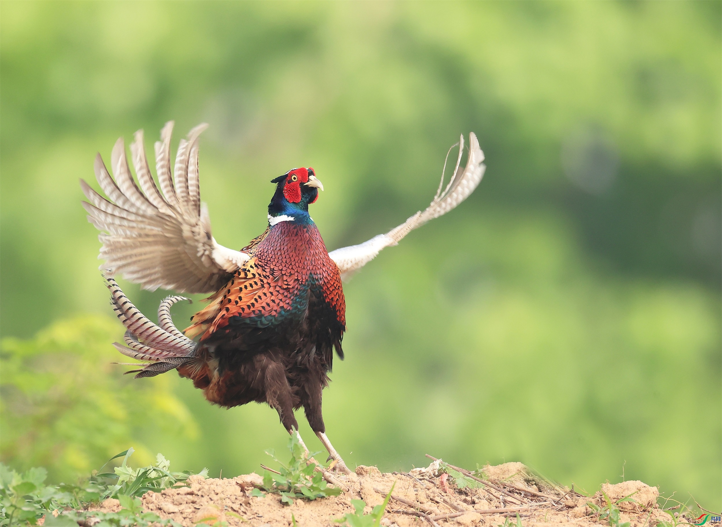 9 - ���� (2).JPG