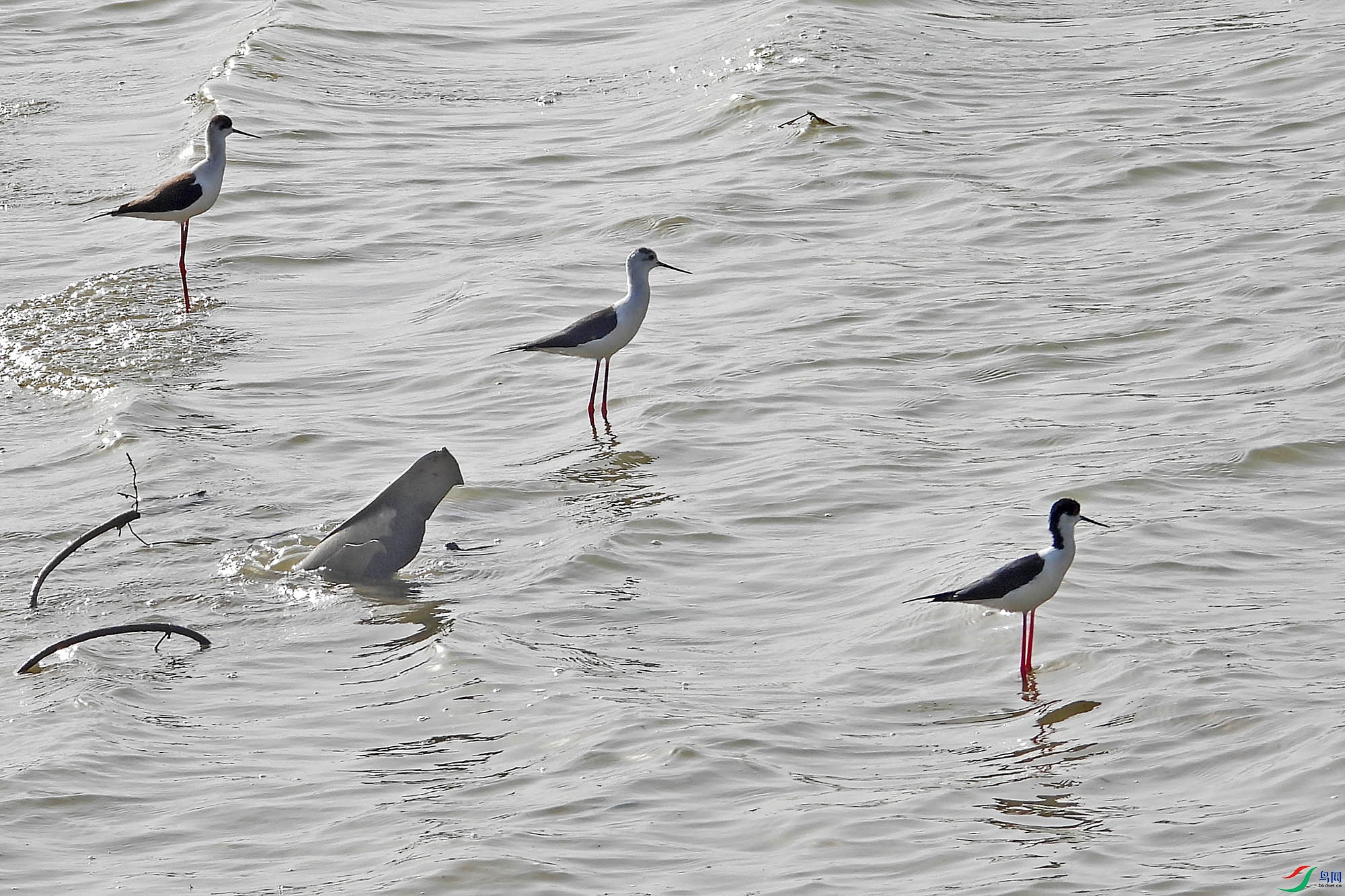DSCN5375.jpg