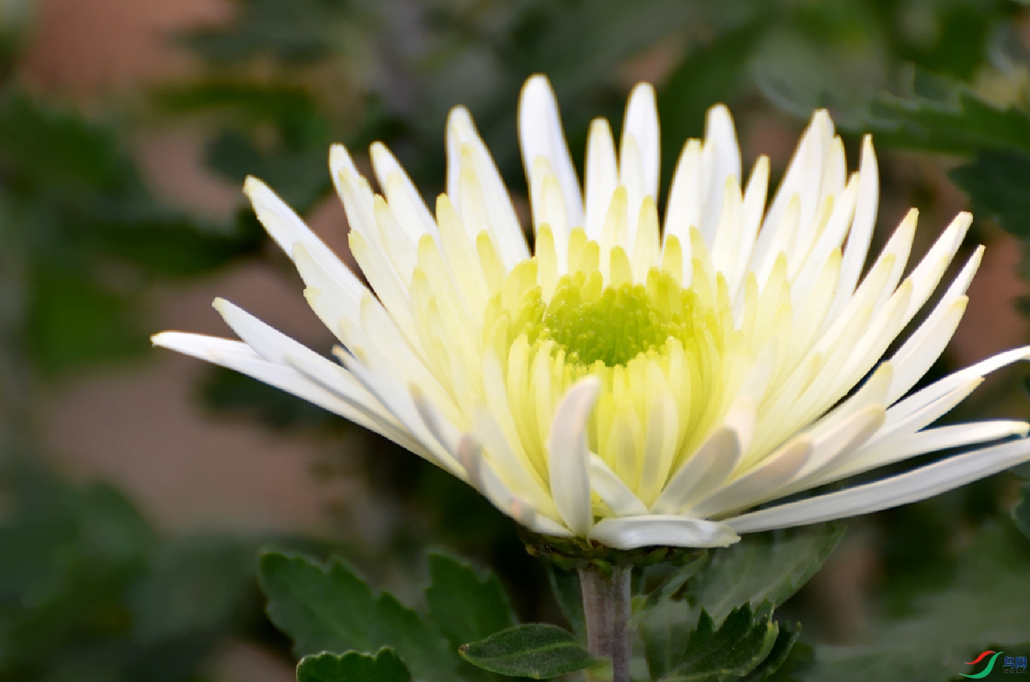 DSC_9872_conew1.jpg
