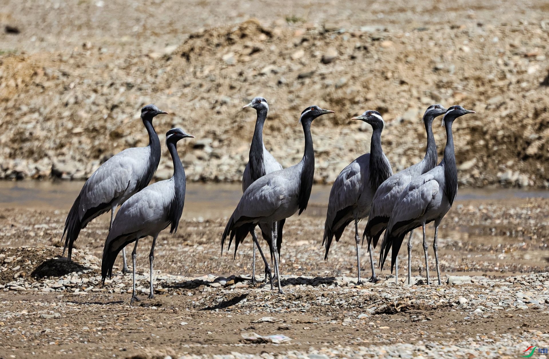 381A7332 - ����_����.jpg