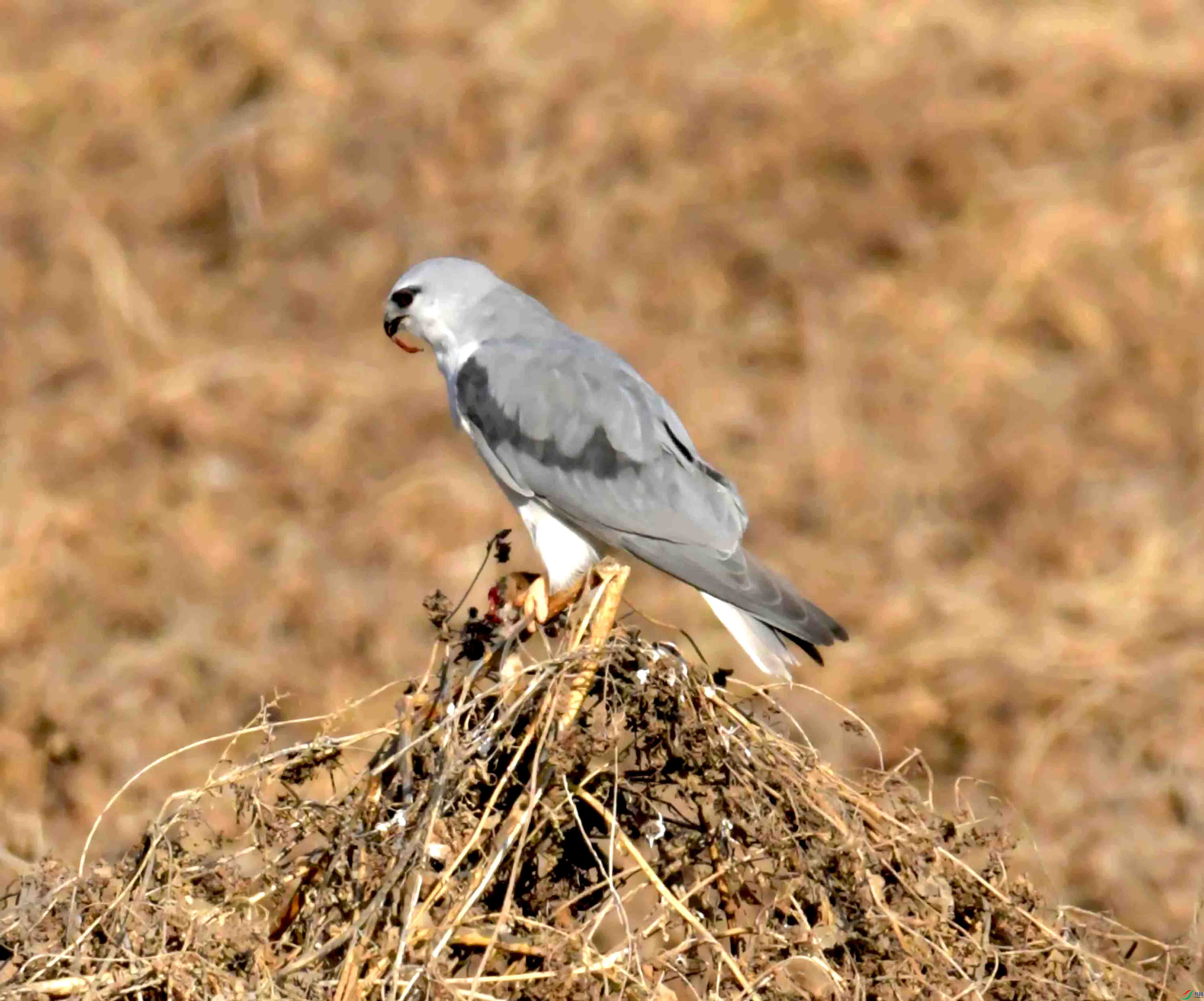DSC_0361.JPG