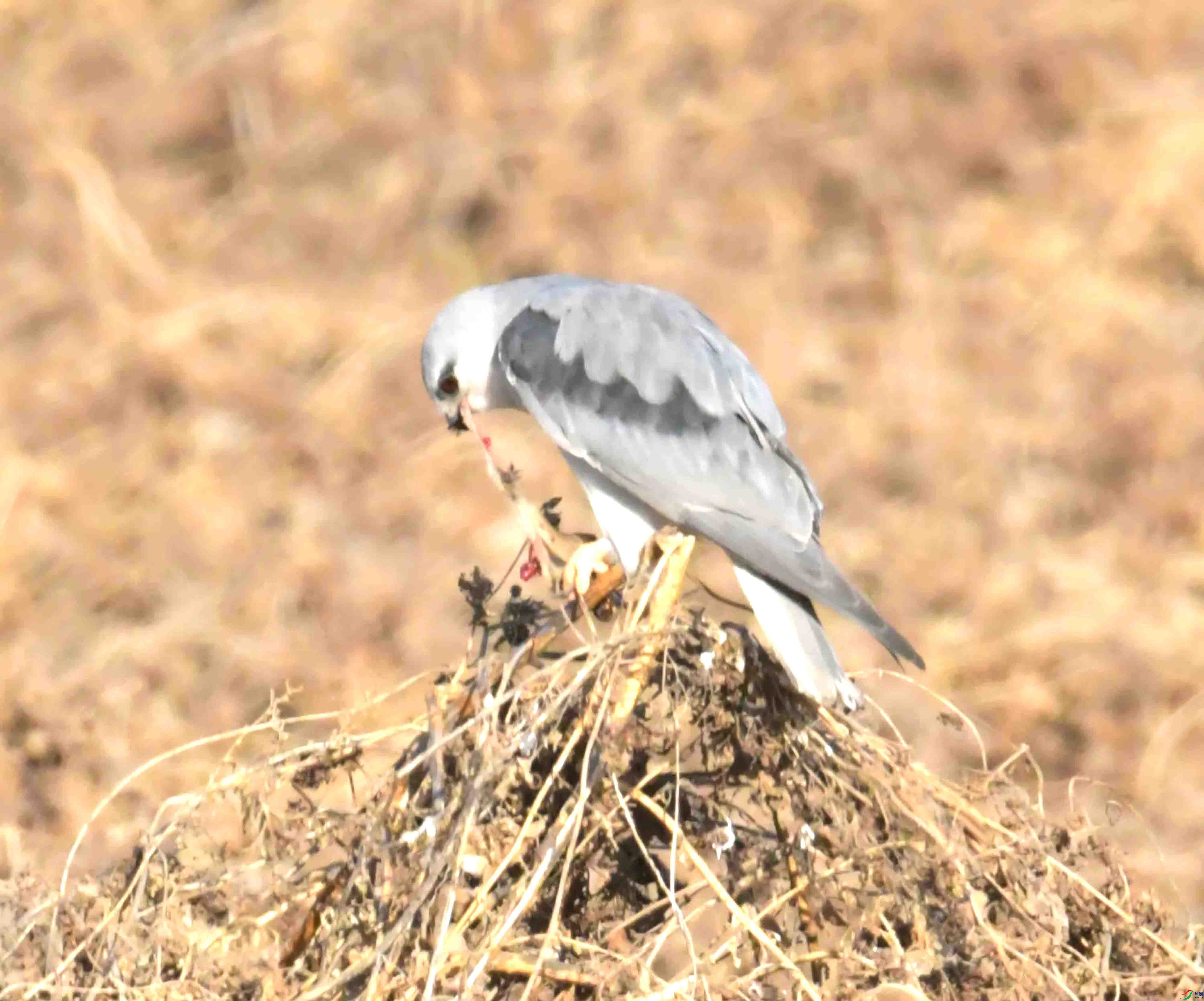 DSC_0373.JPG
