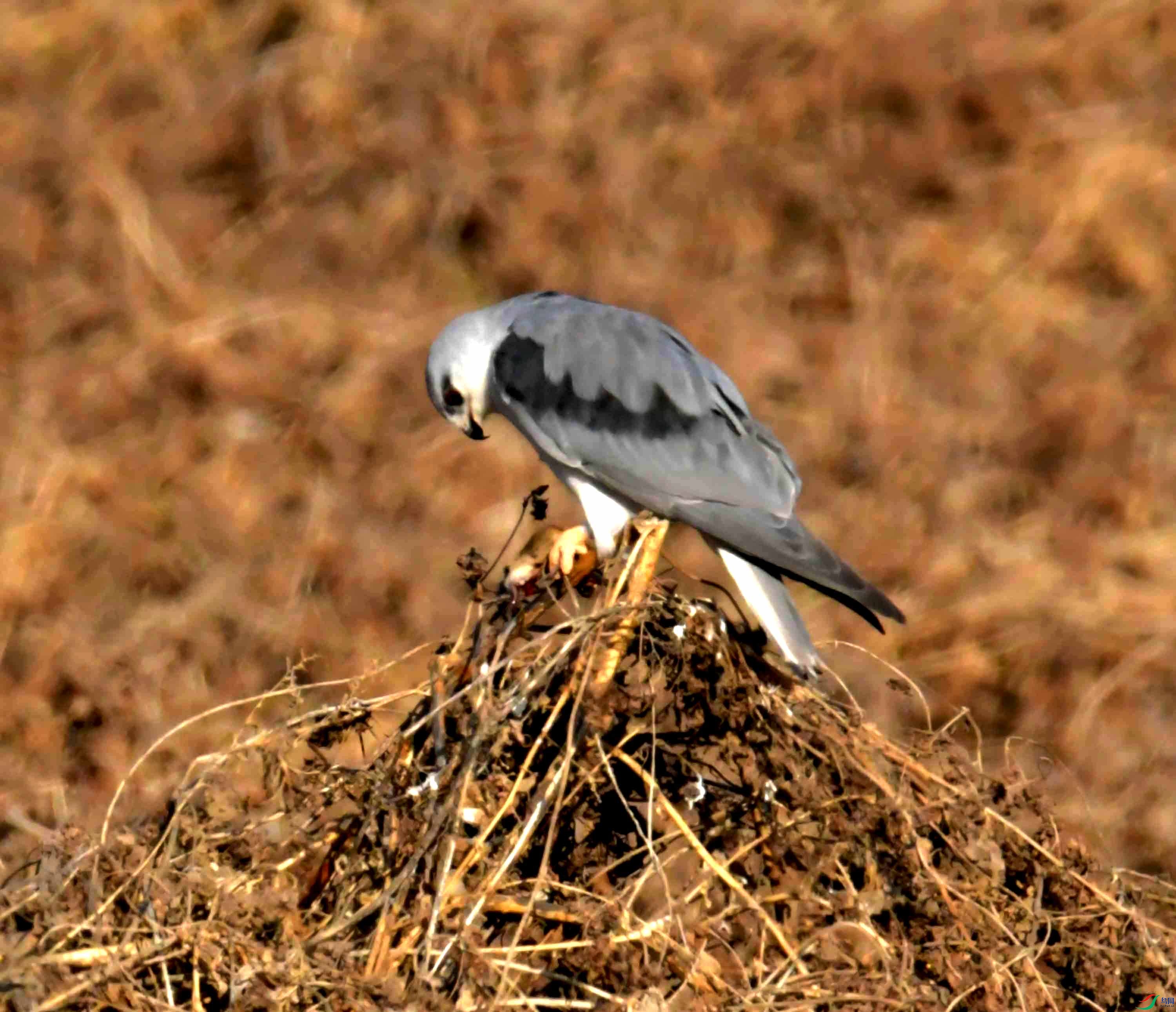 DSC_0380.JPG