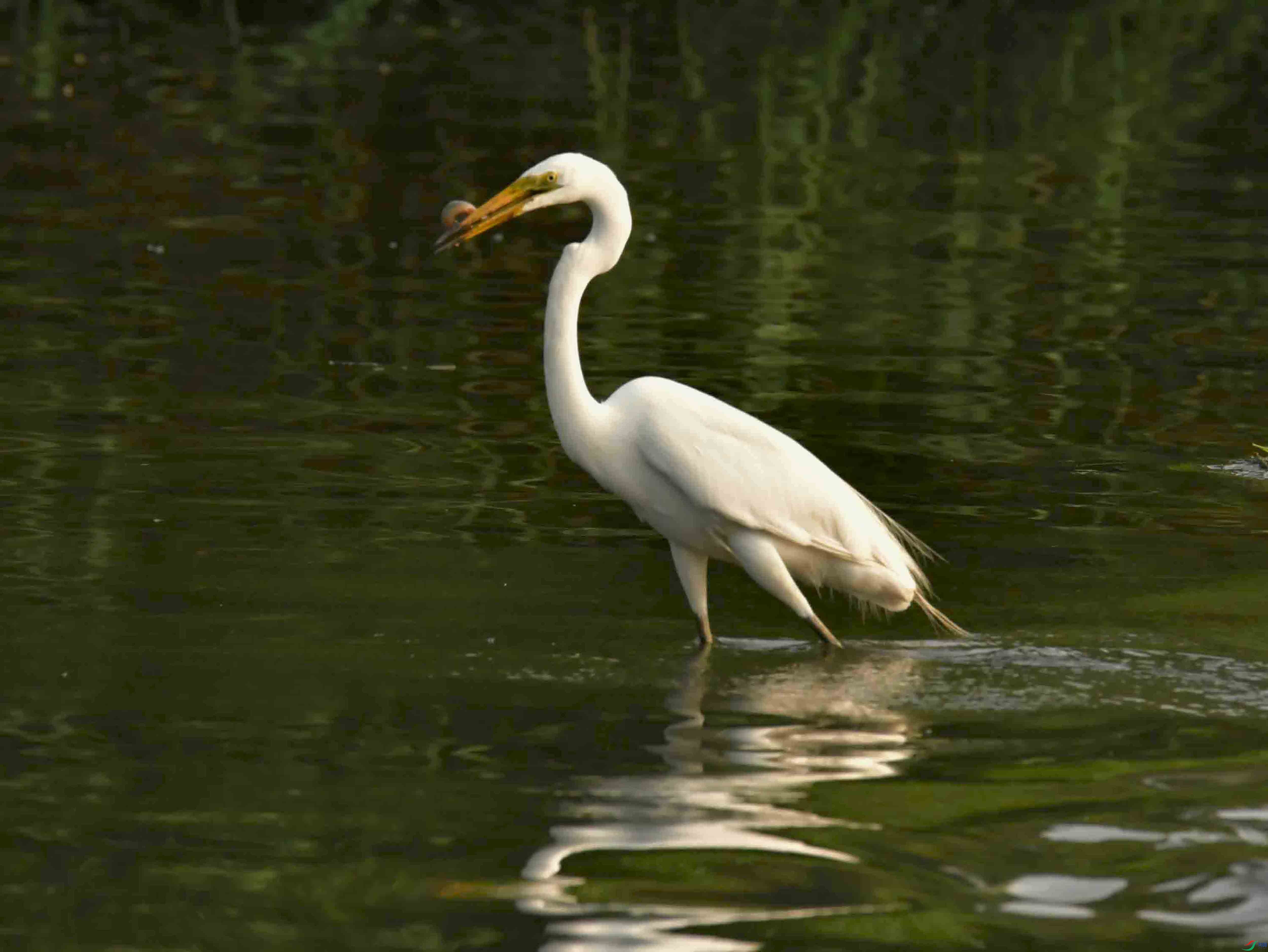 DSC_2416.JPG