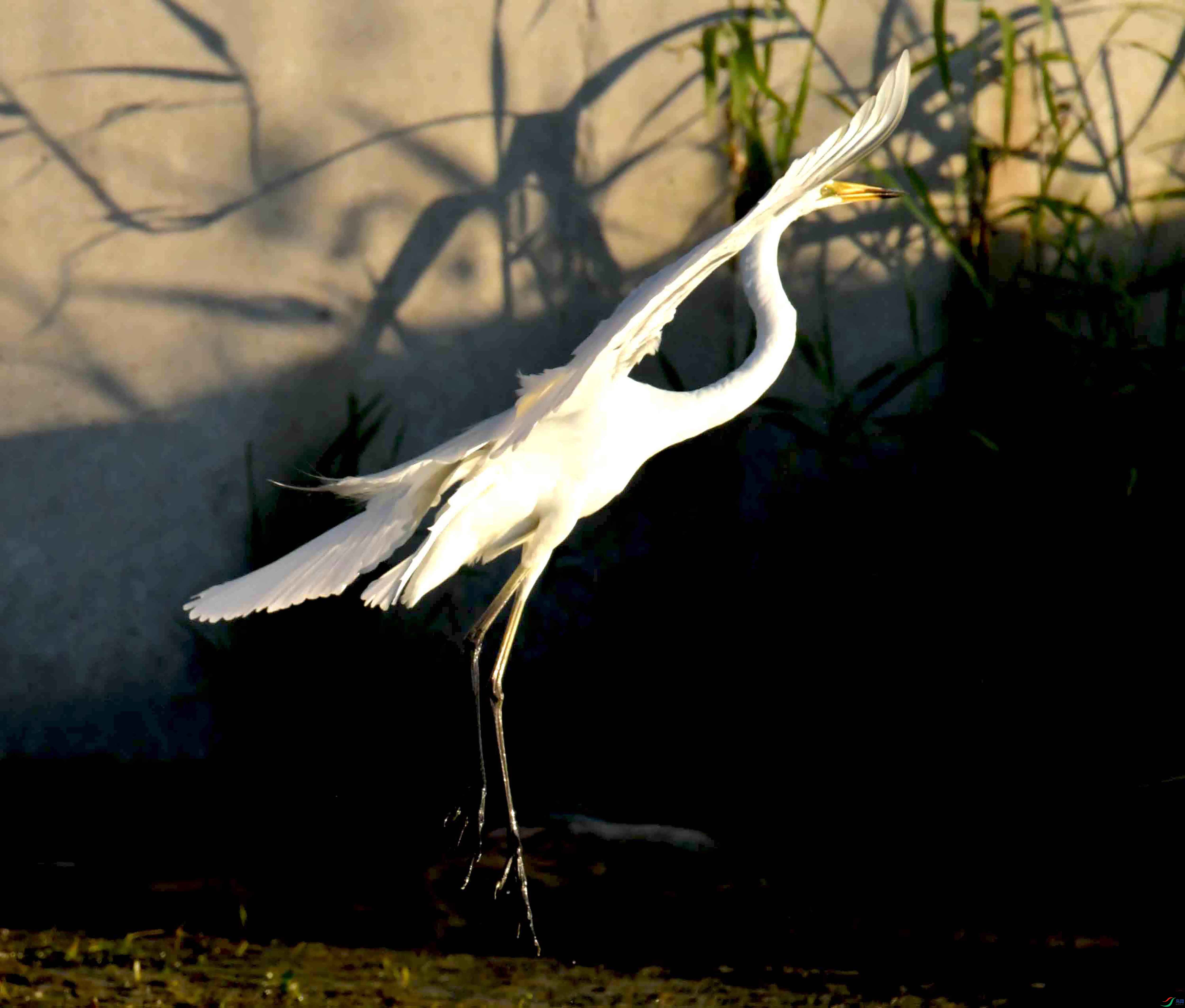 DSC_2438.JPG