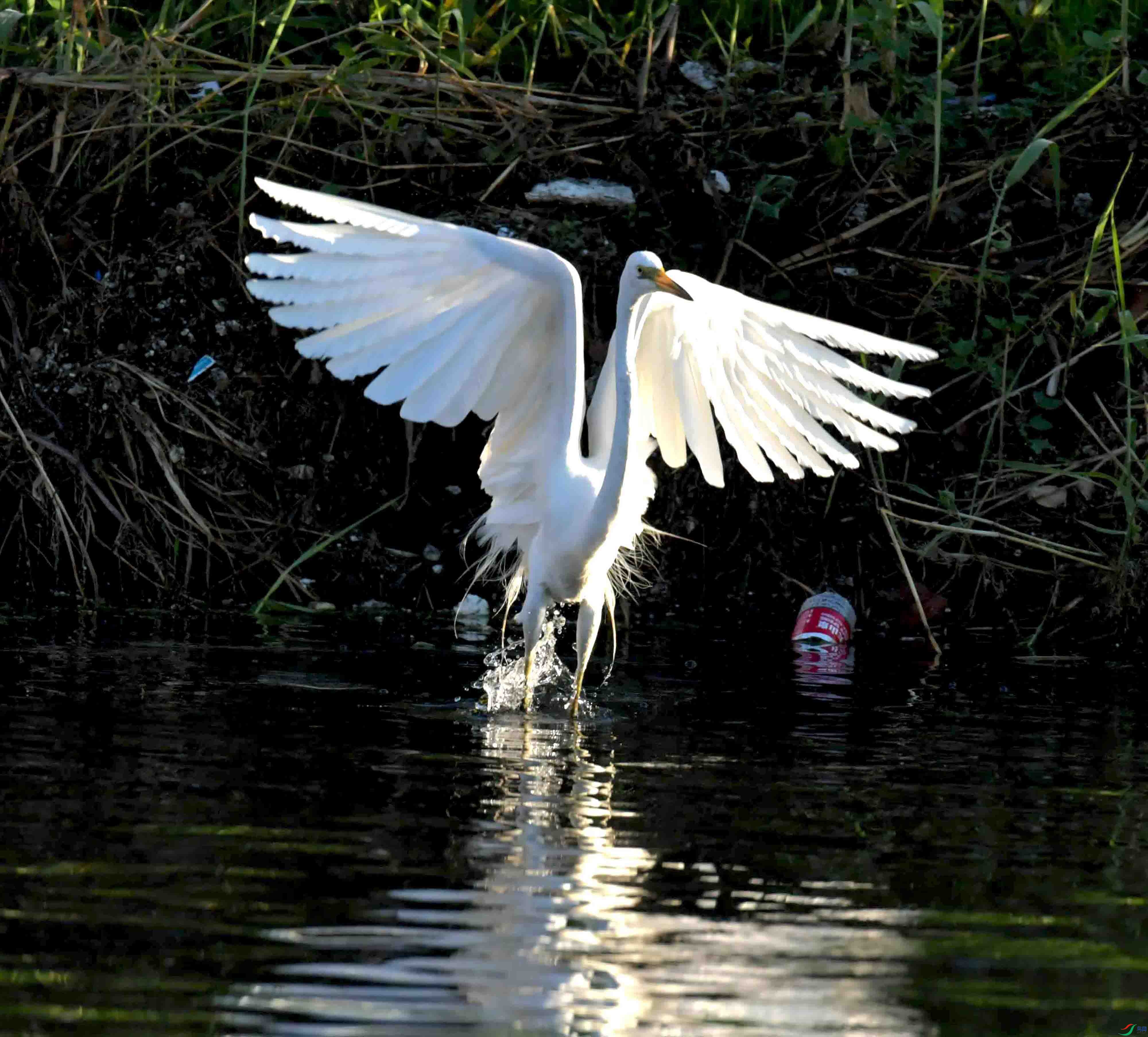 DSC_2443.JPG