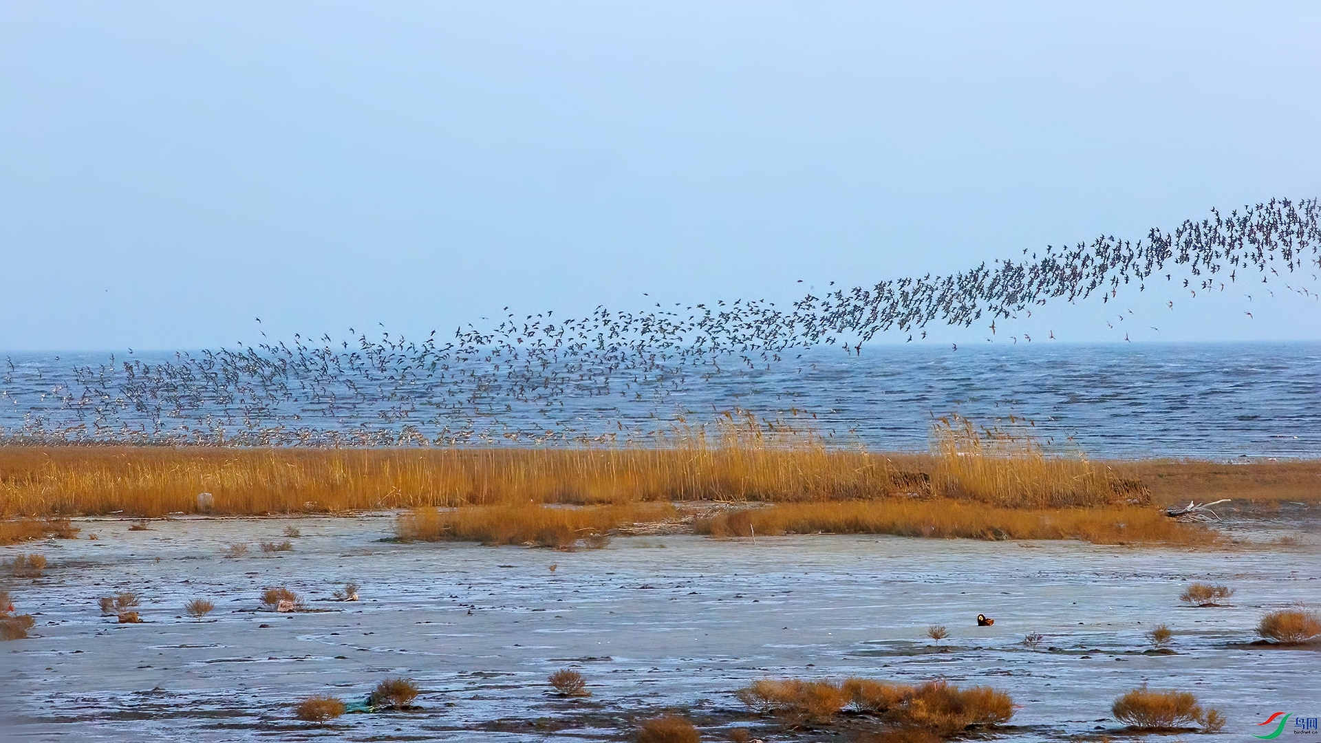 һȺ��ɵ�����