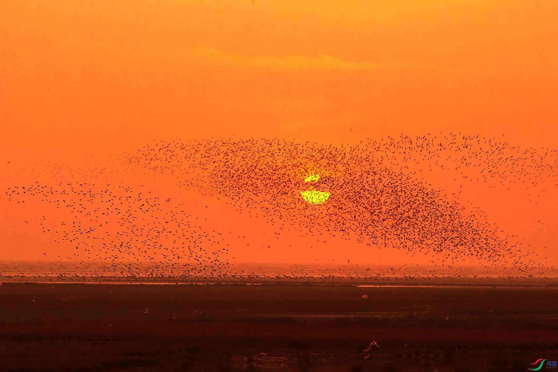 Ϧ���µ���Ⱥ