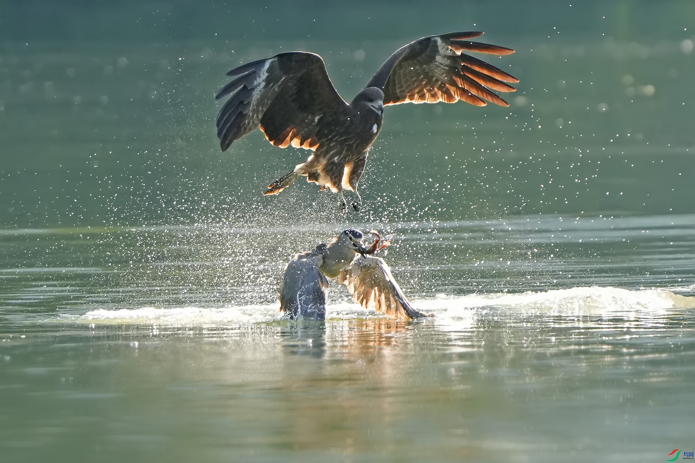 DSC00231 ����.jpg