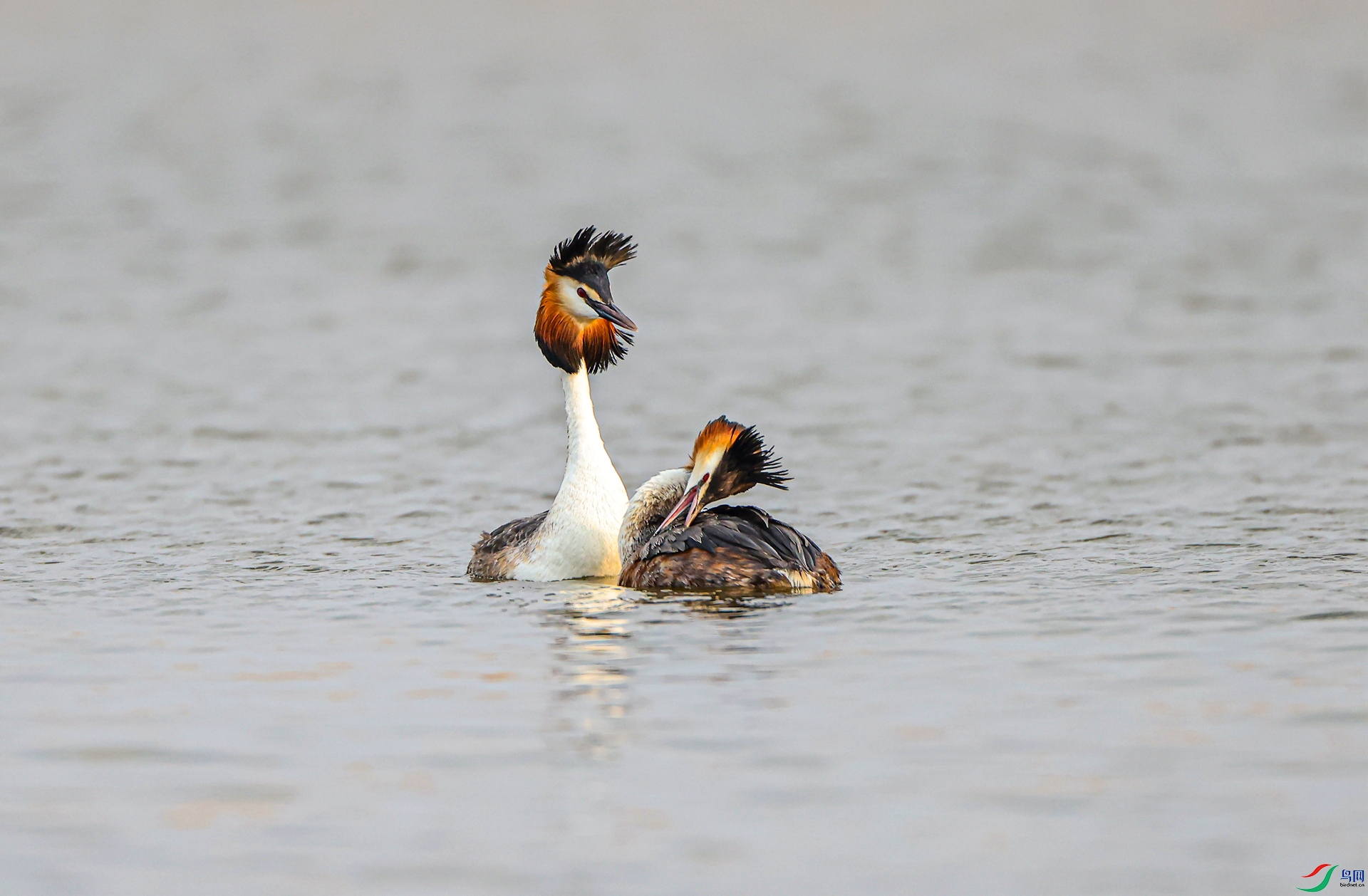 ��ͷ����