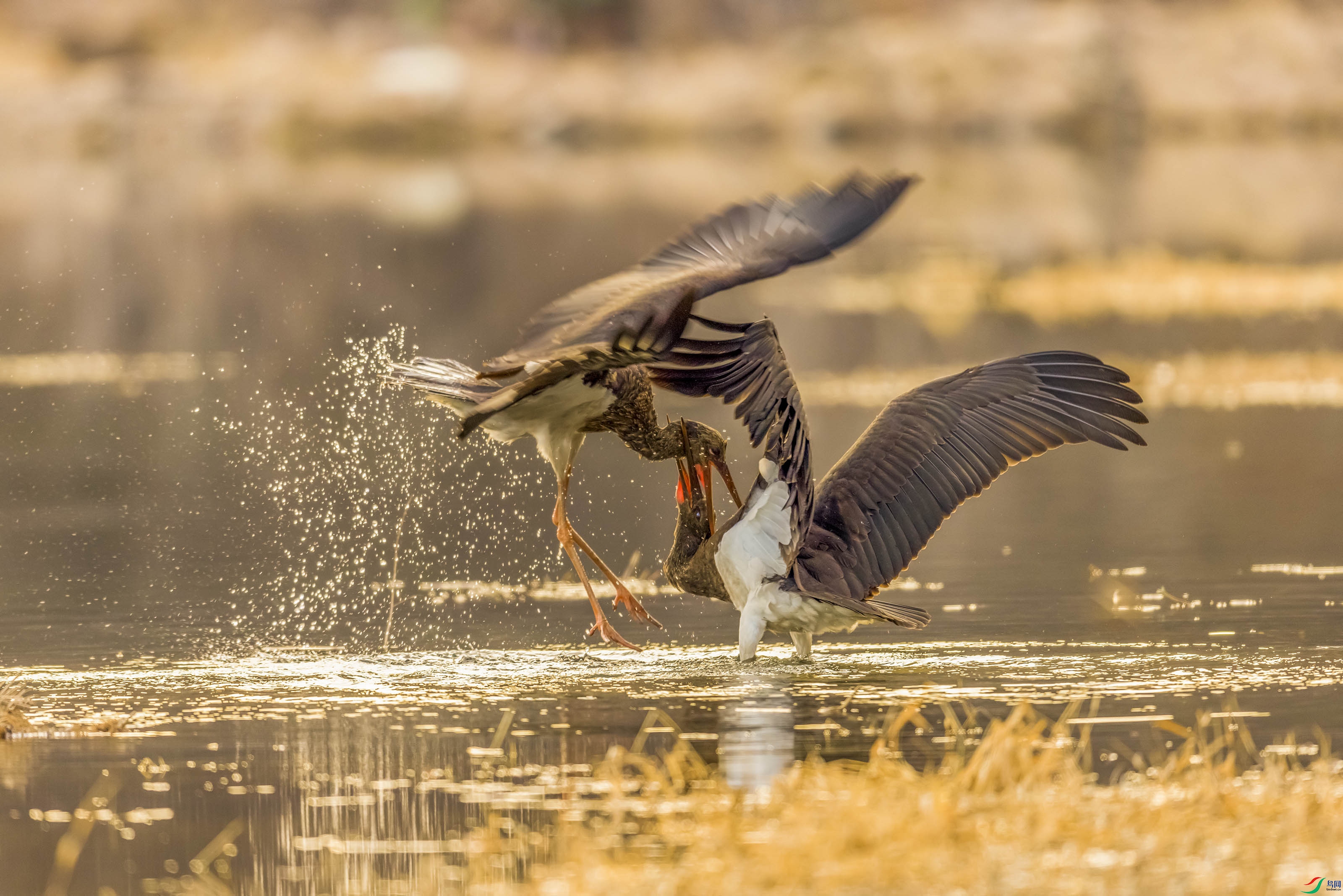 3Z0A6857 ����.jpg