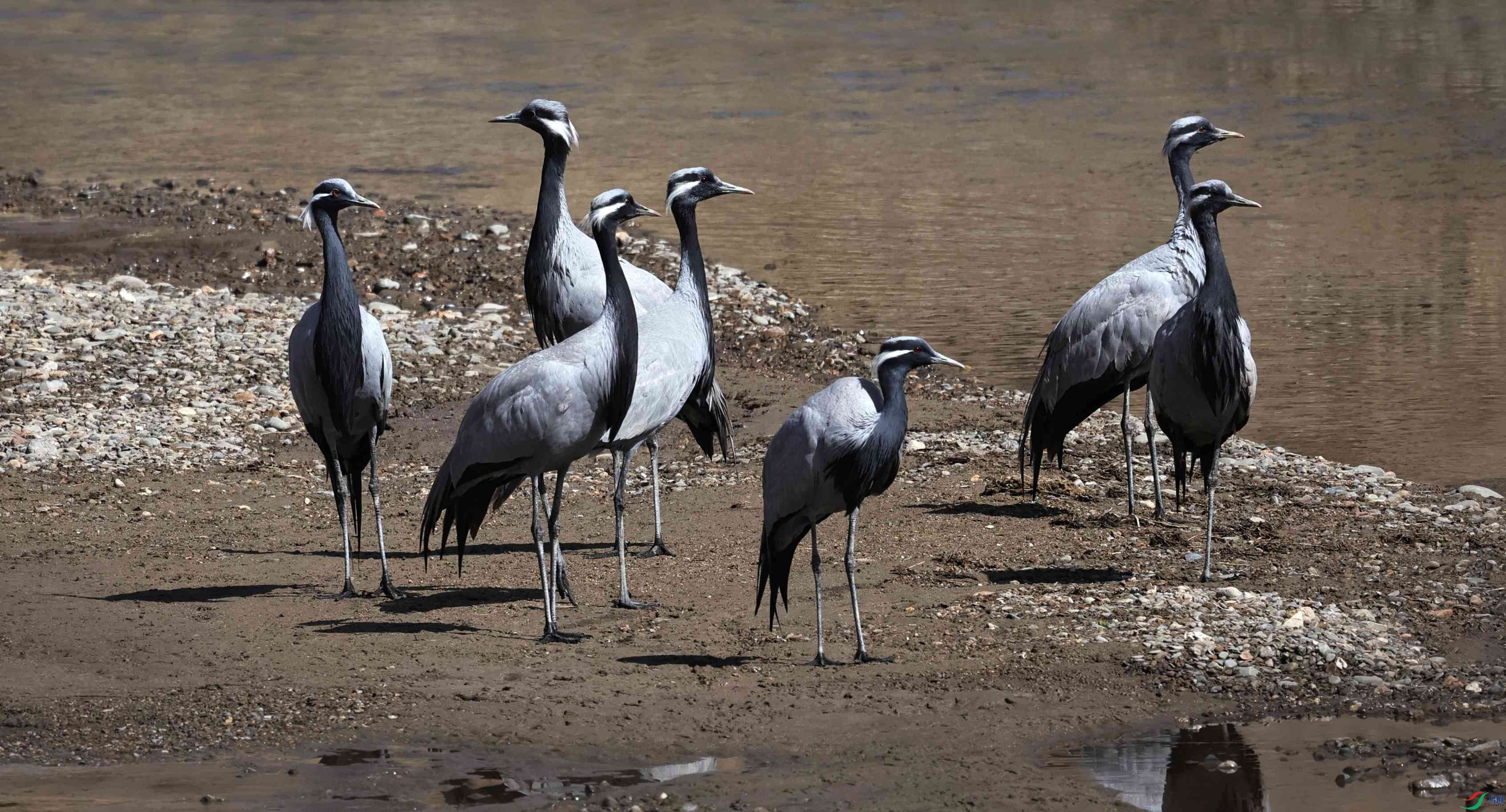 �����0011 - ����.JPG