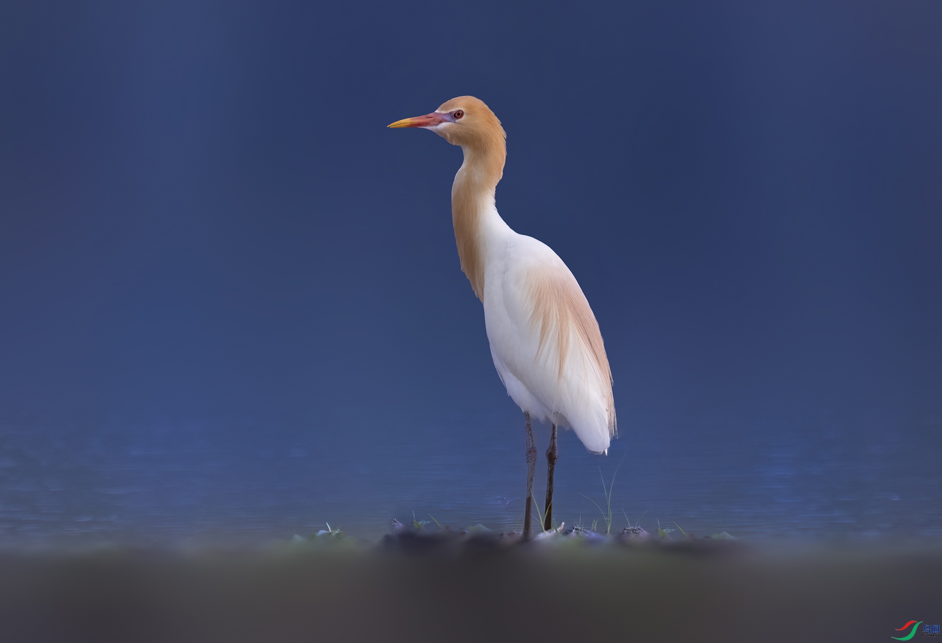 DSC_6833-NEF_DxO_HQ-2 ���� 2.jpg