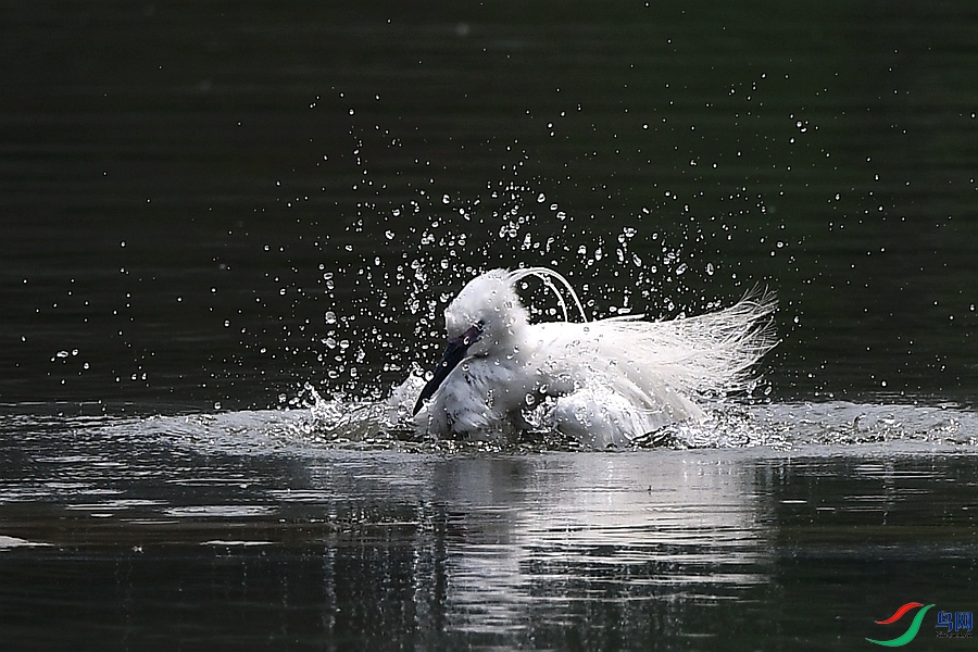 DSC_5010.JPG