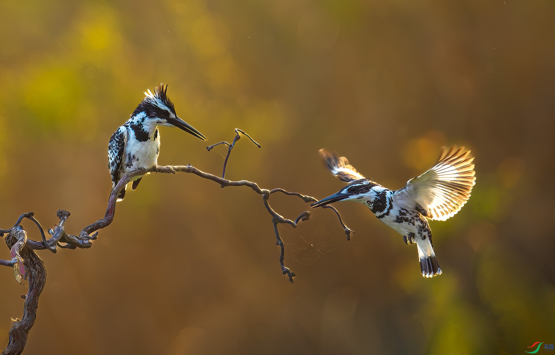DSC_4346-1.jpg