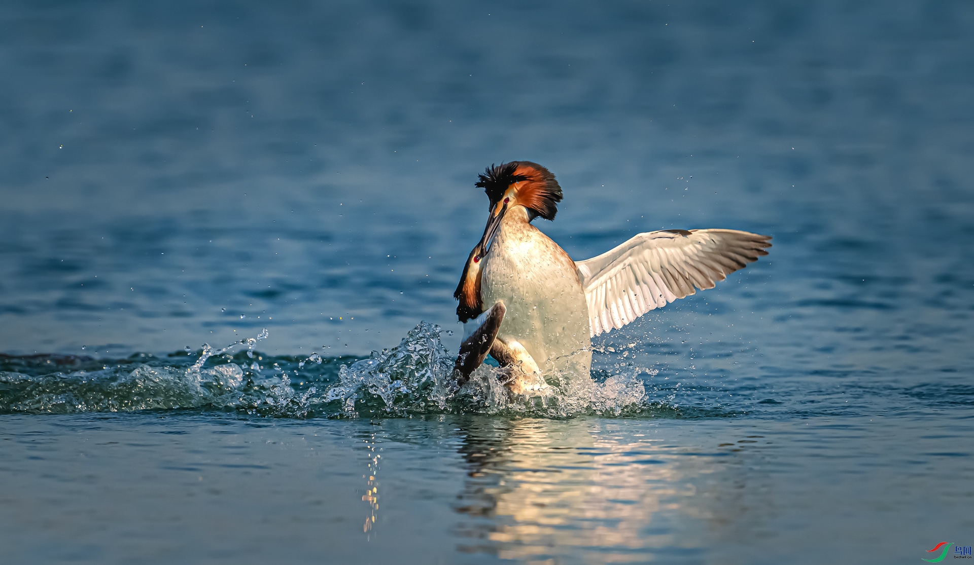 DSC_1595==1w.jpg