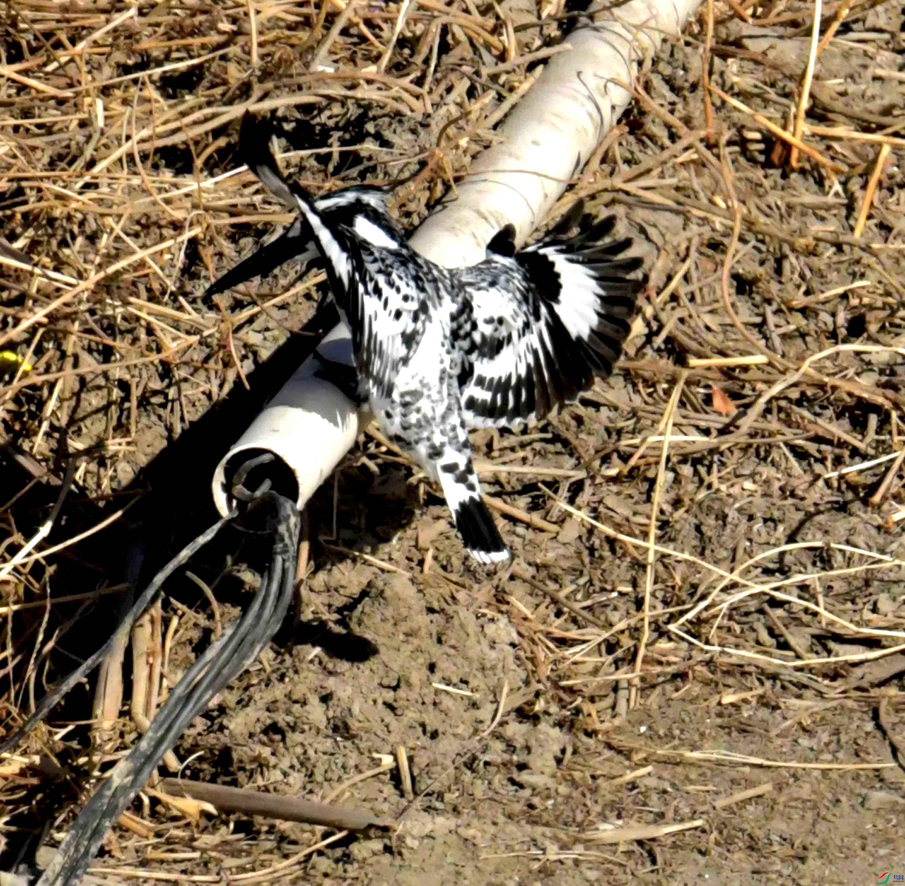DSC_0835.JPG