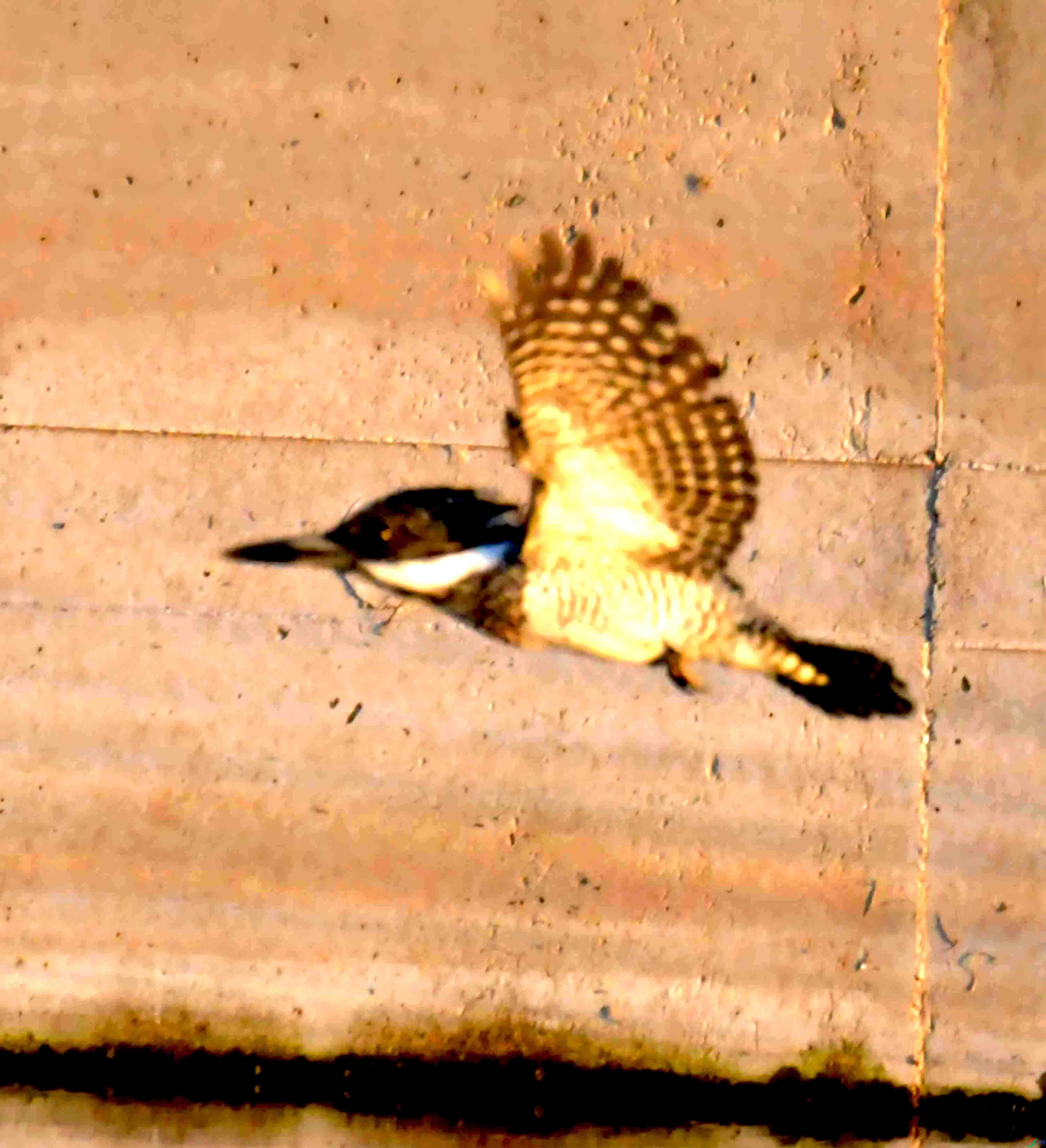 DSC_1814.JPG