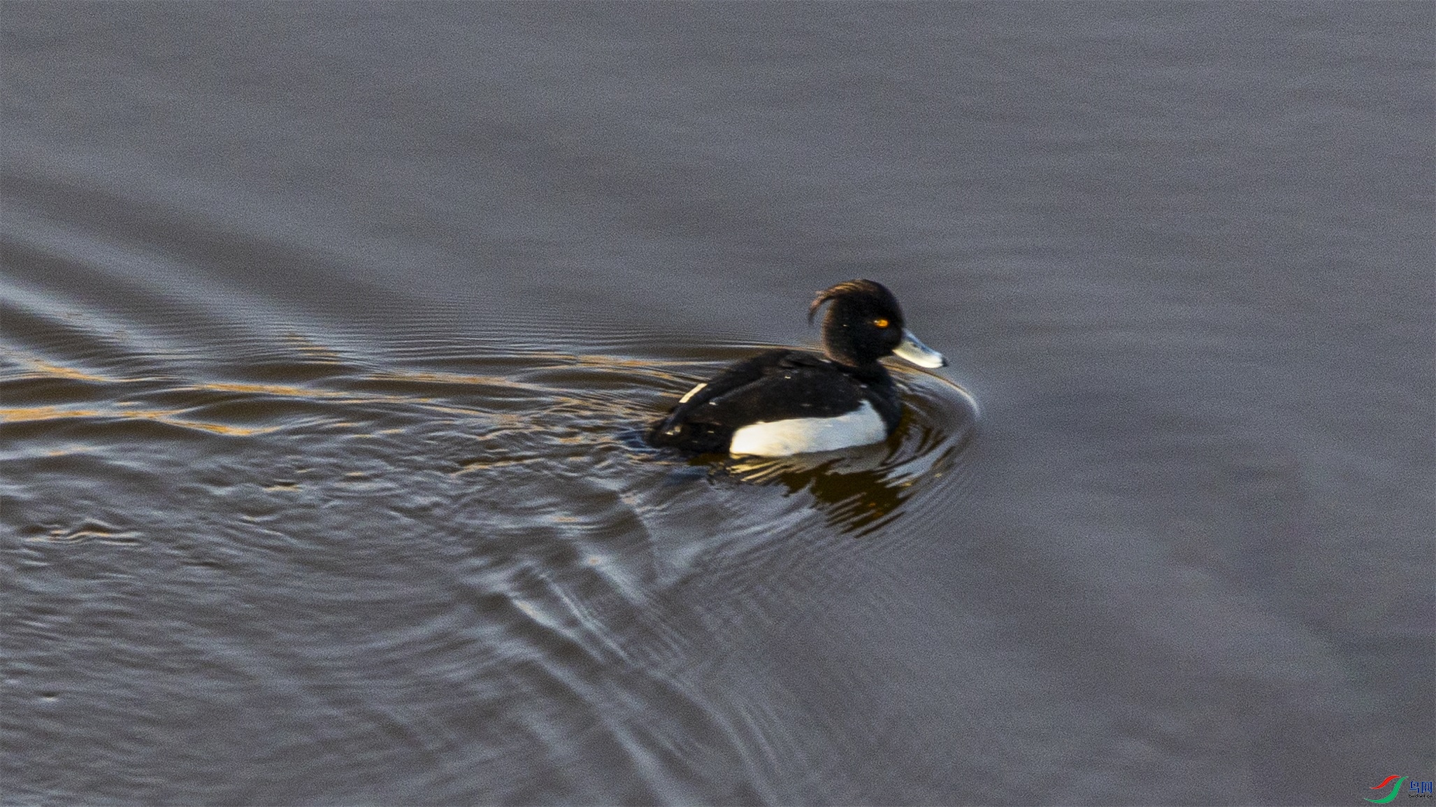 1K3A3823 ����1.jpg