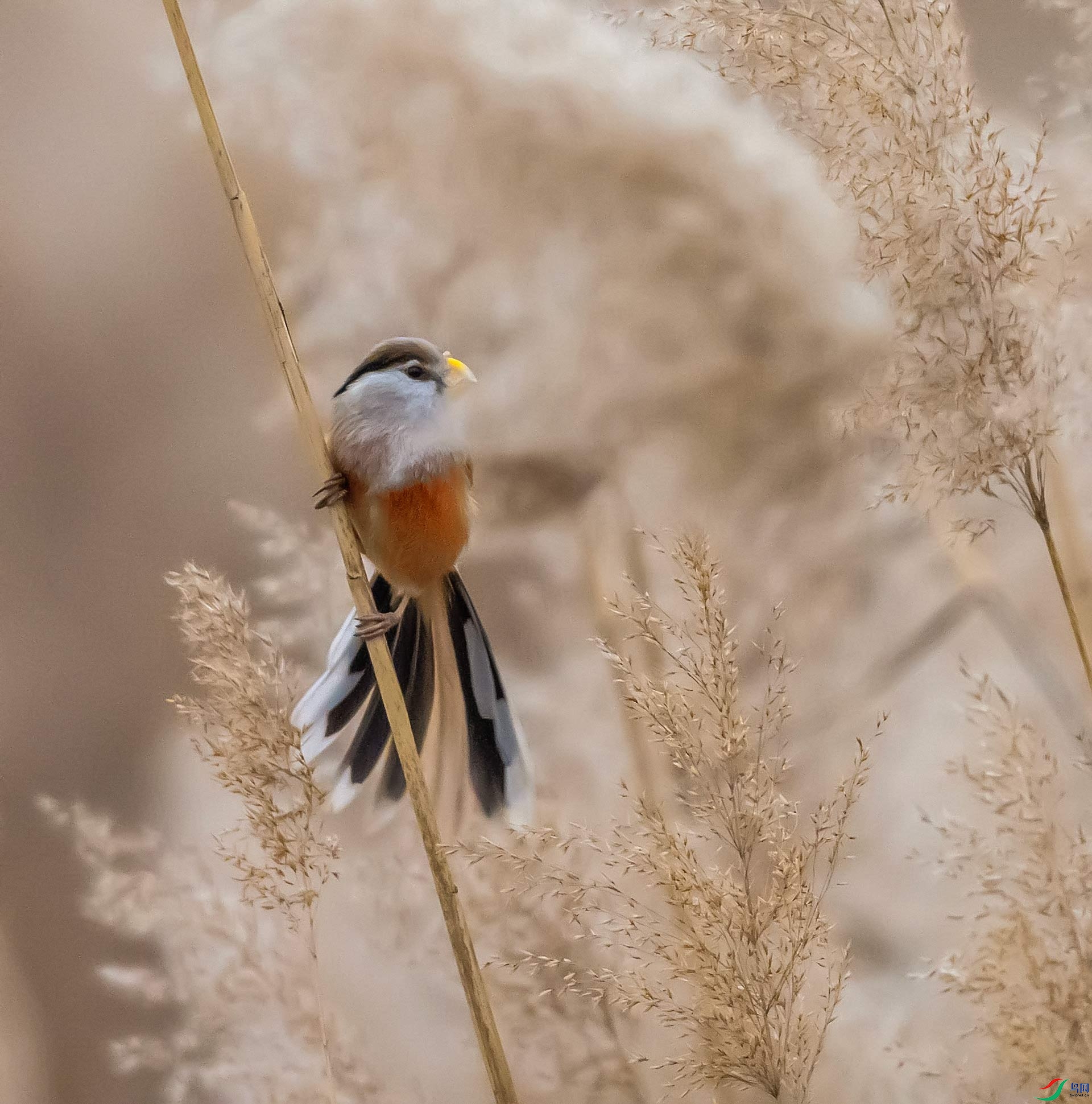 û��«έ��û���𵩡�έ�ס�������έݺ����έ�N�����������֮�ء�