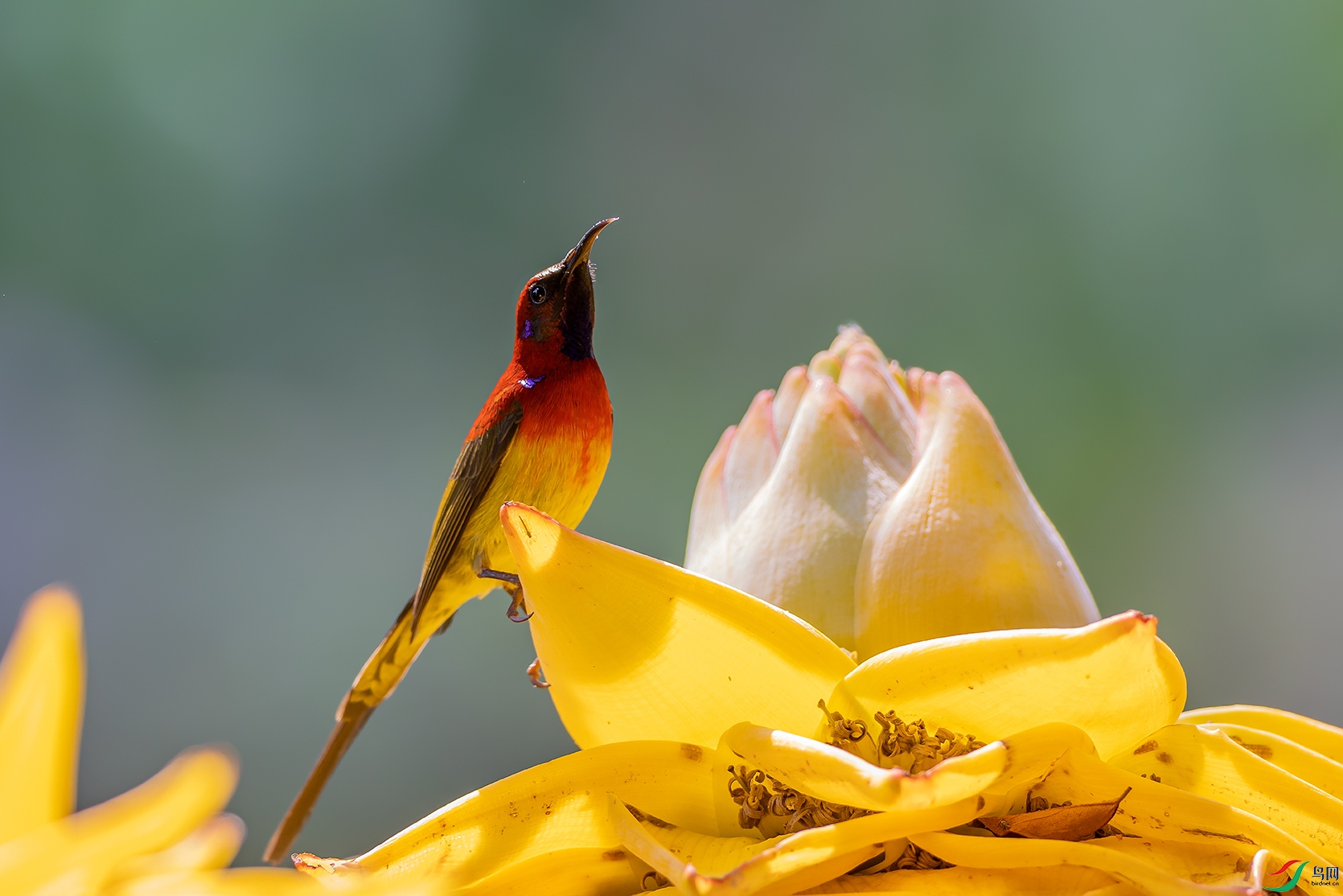 ����̫����