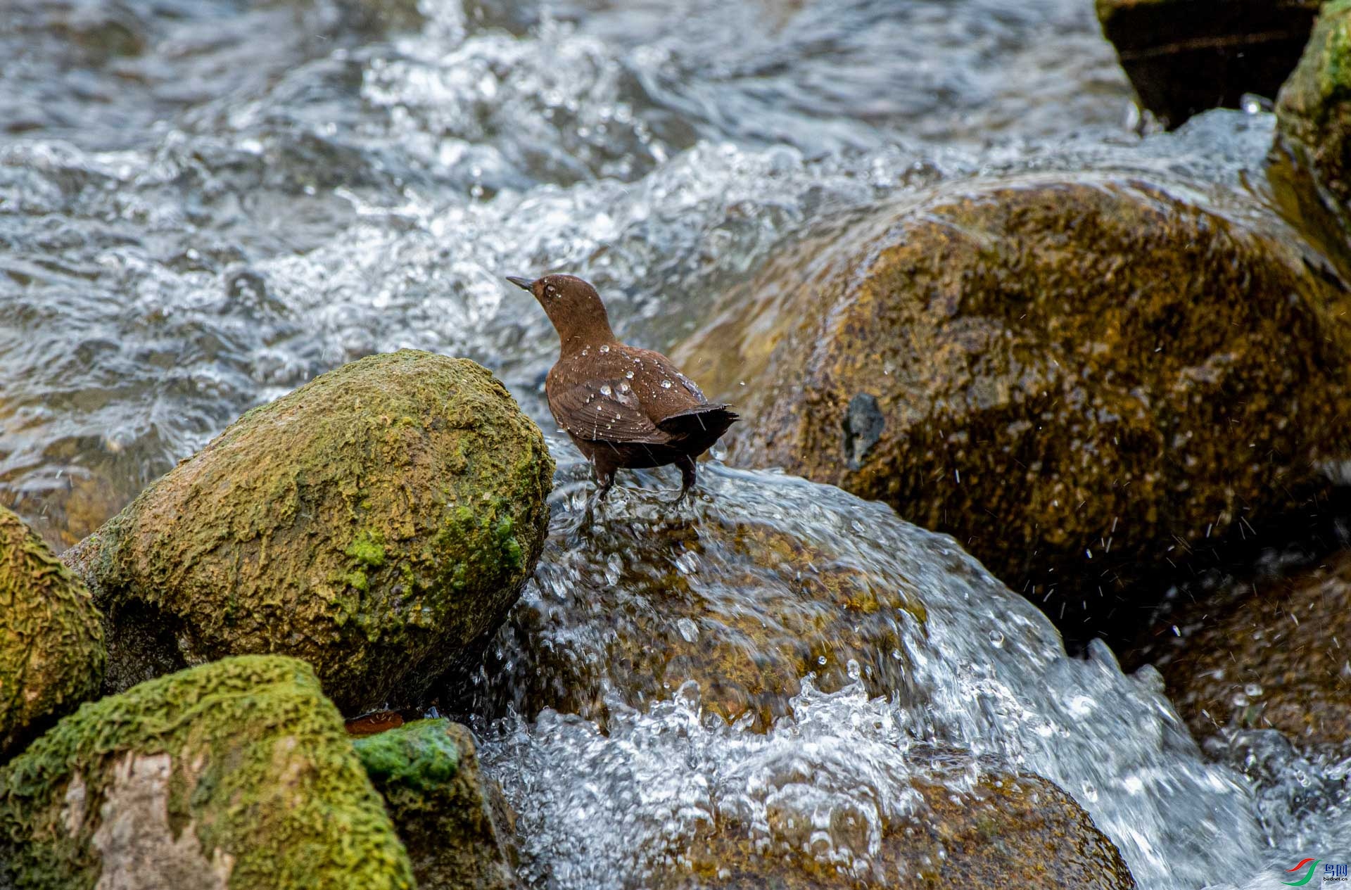 û��ԭ��̬�ӵ���û���˺ֺ��ڡ�����������١�