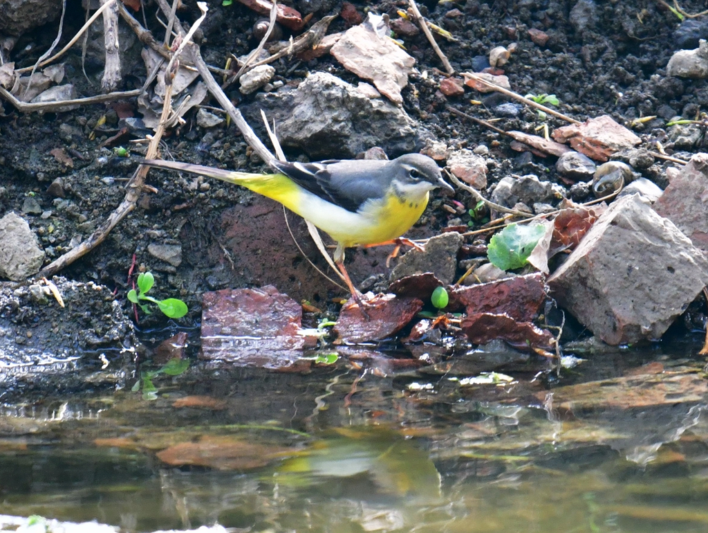 DSC_2947.jpg