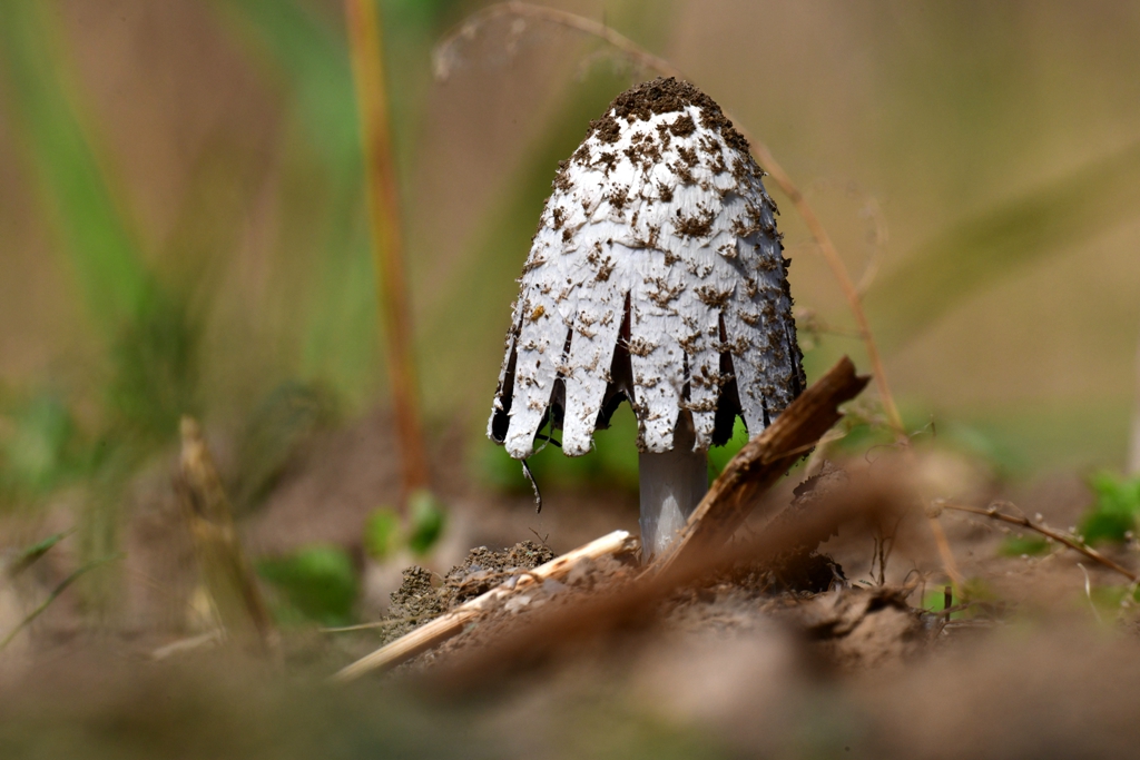 DSC_3103.jpg