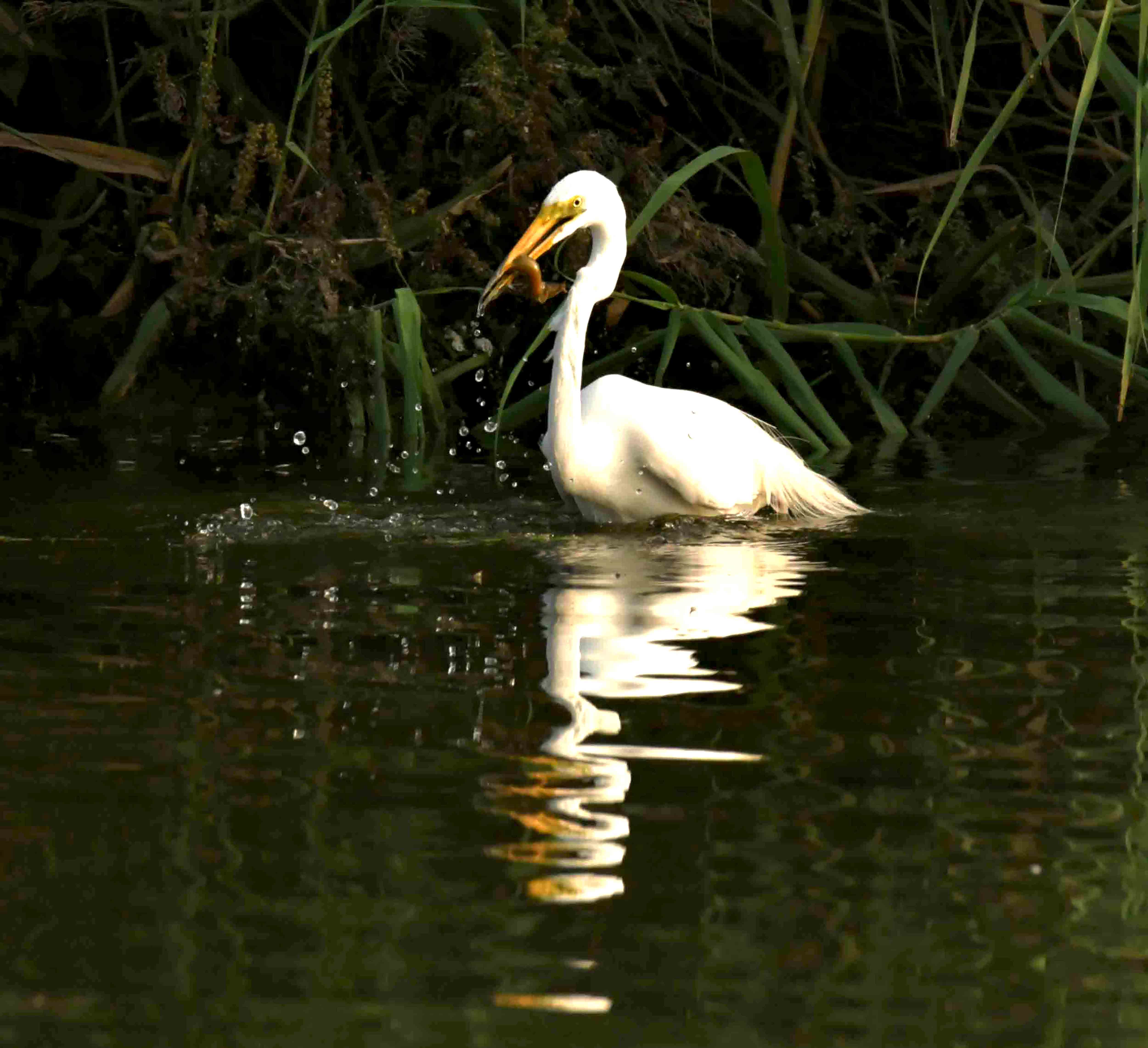 DSC_2458.JPG