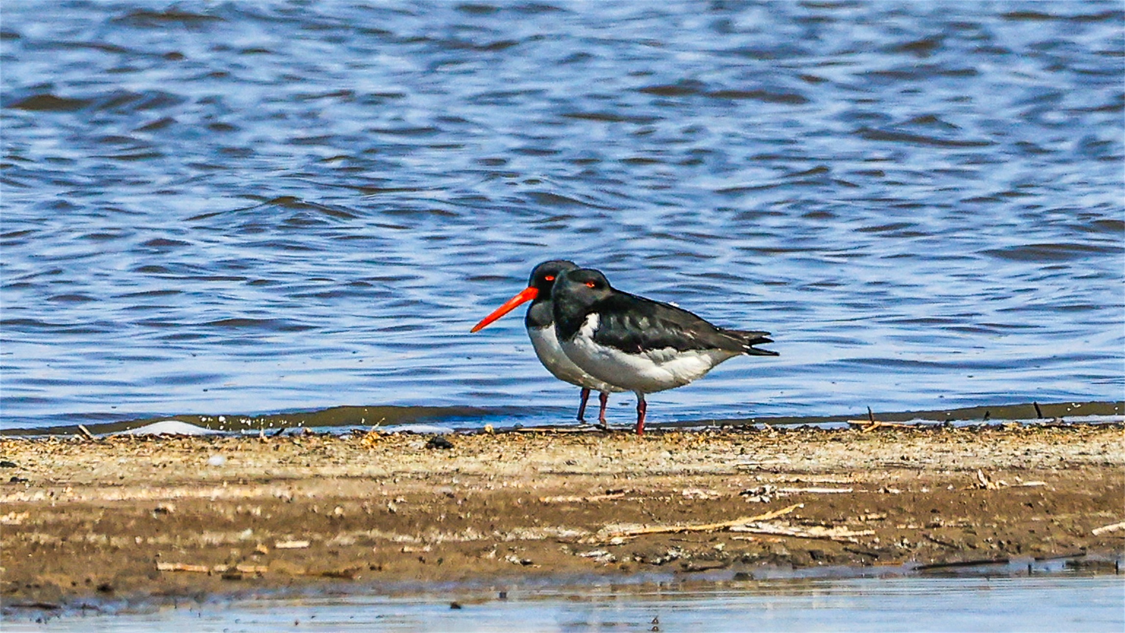 1K3A3868 ����1.jpg