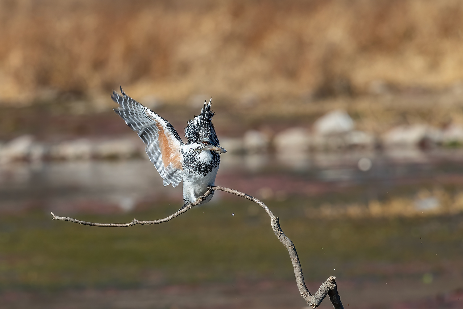 _DSC1584-2.jpg