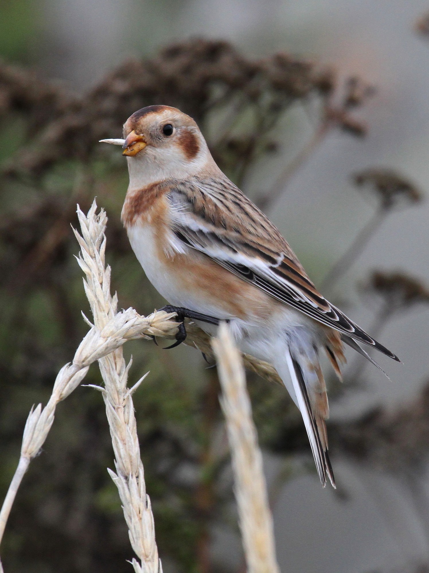 Iona221009 118.zJPG.JPG