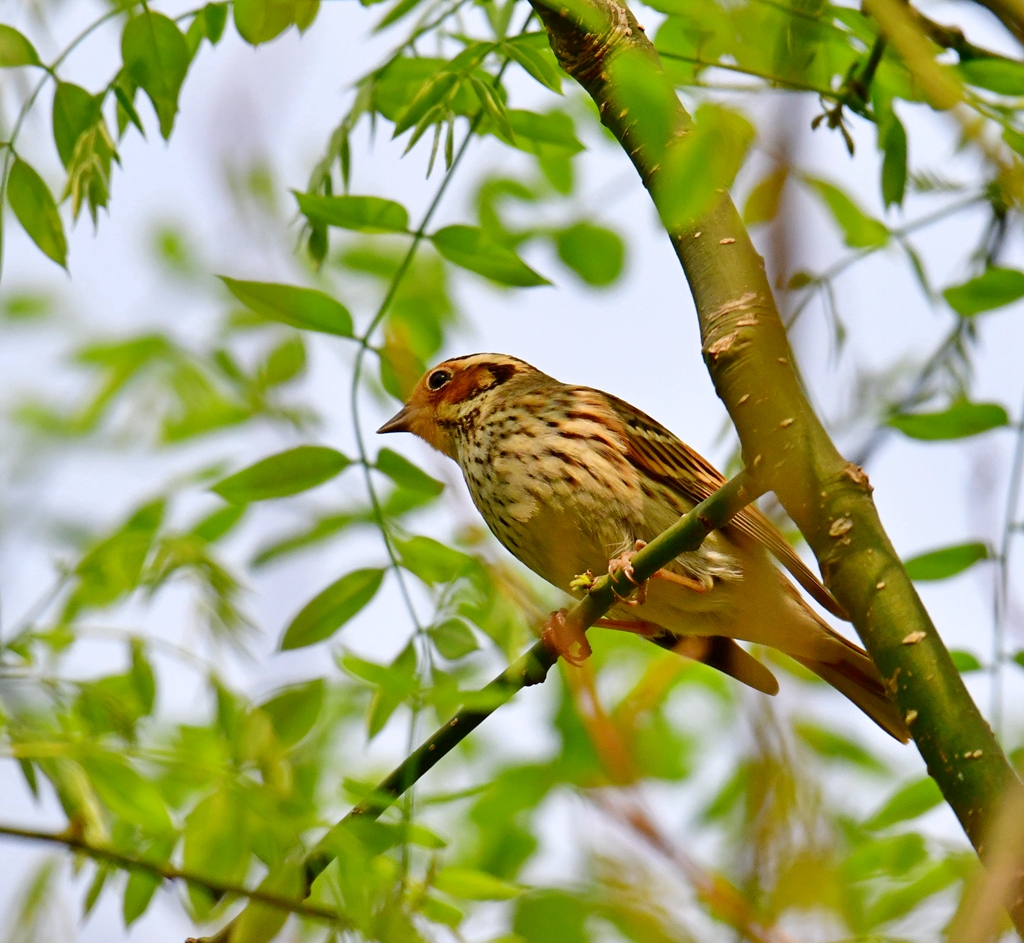 DSC_3349.jpg