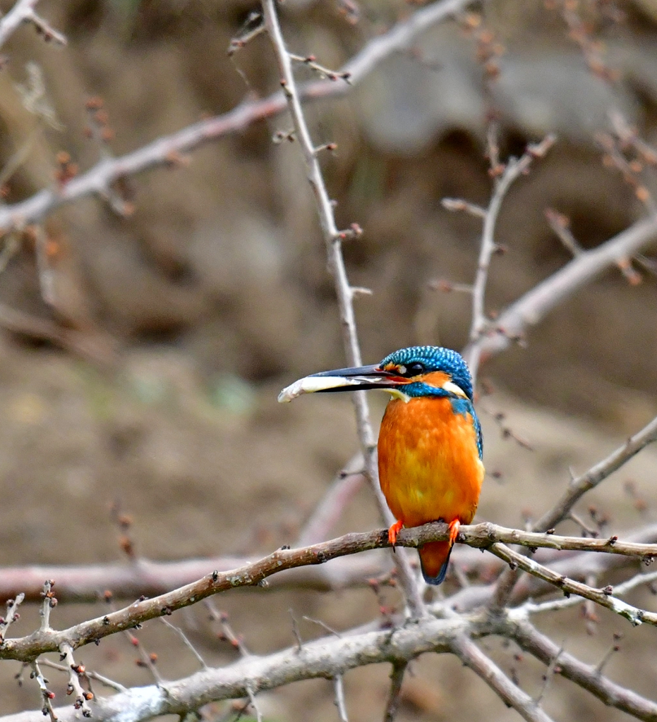 DSC_3427.jpg