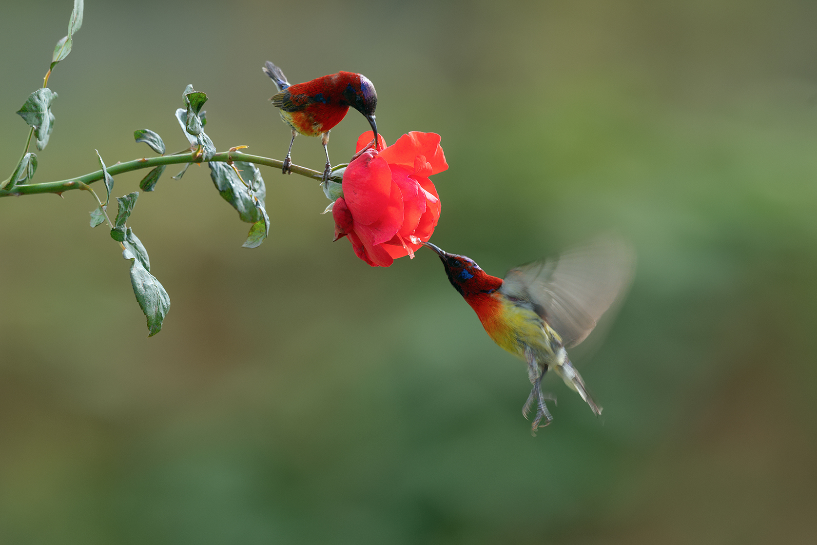 DSC_6296_DxOa.jpg