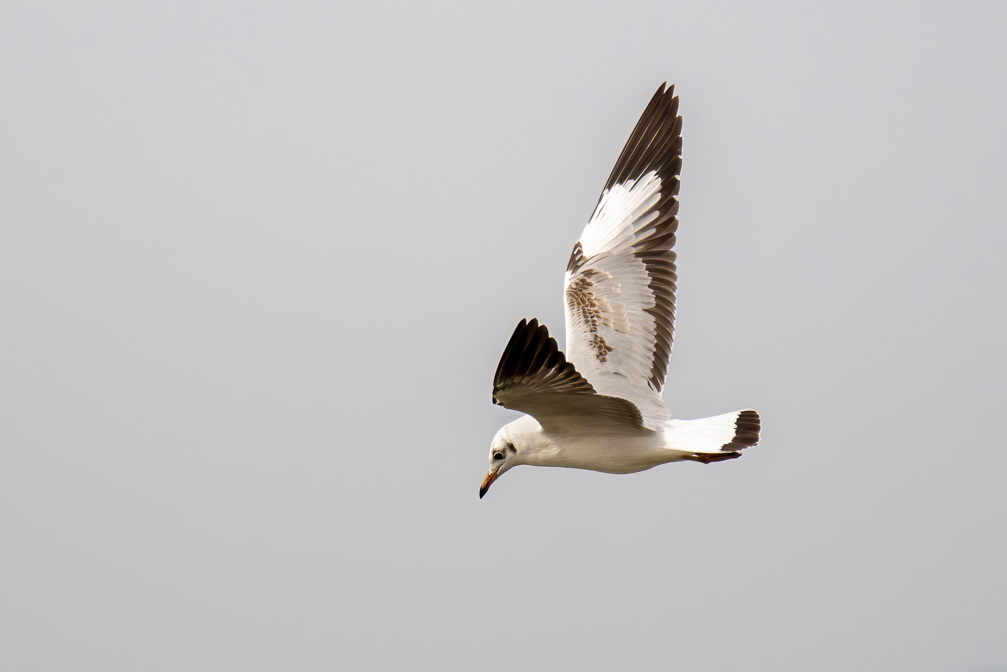 DSC_1802.jpg