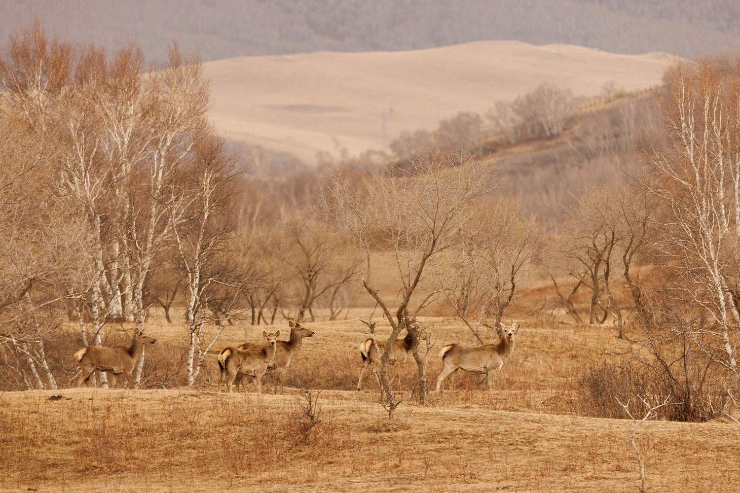 3Z6A1206 ����_2.jpg