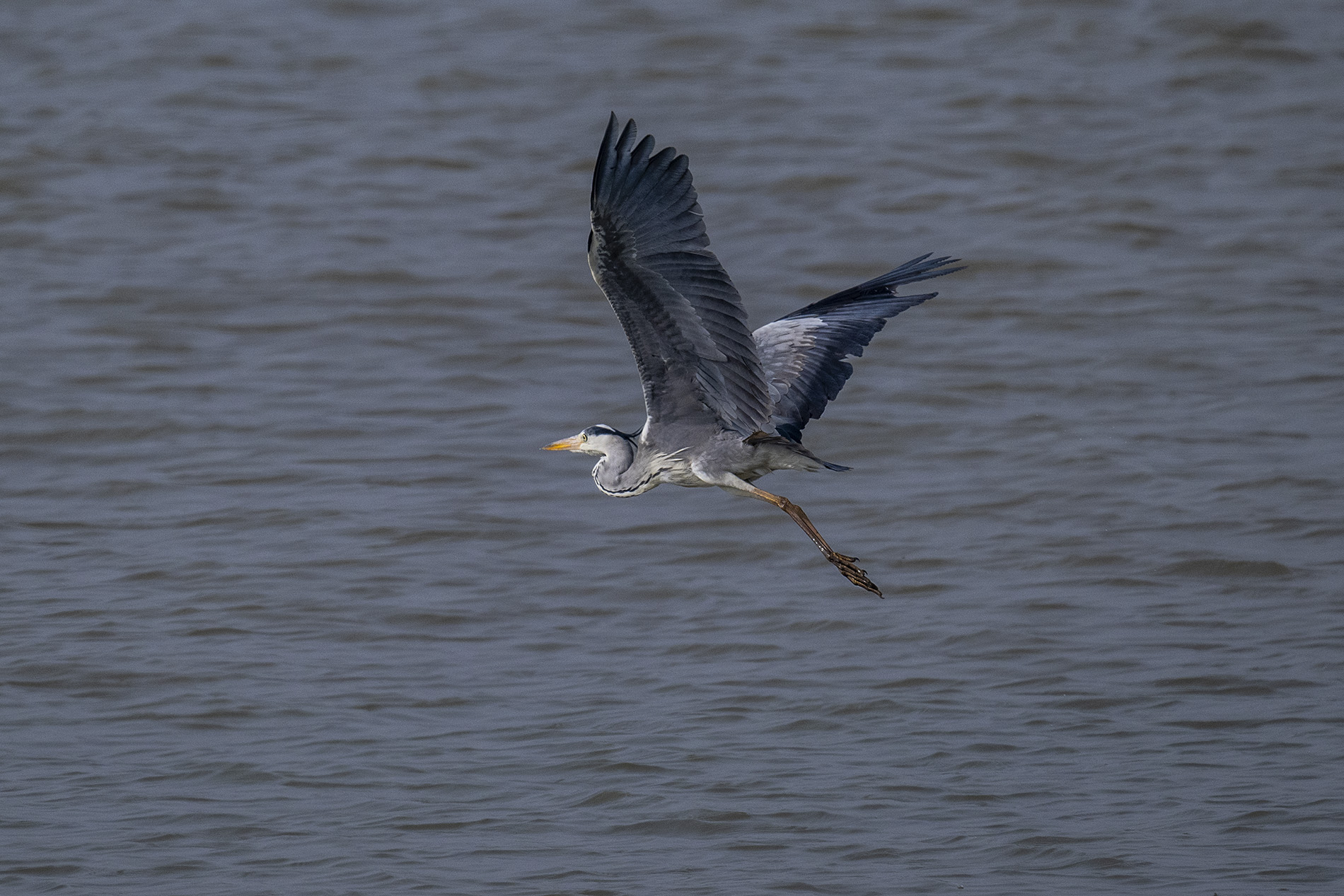 DSC_2302.jpg