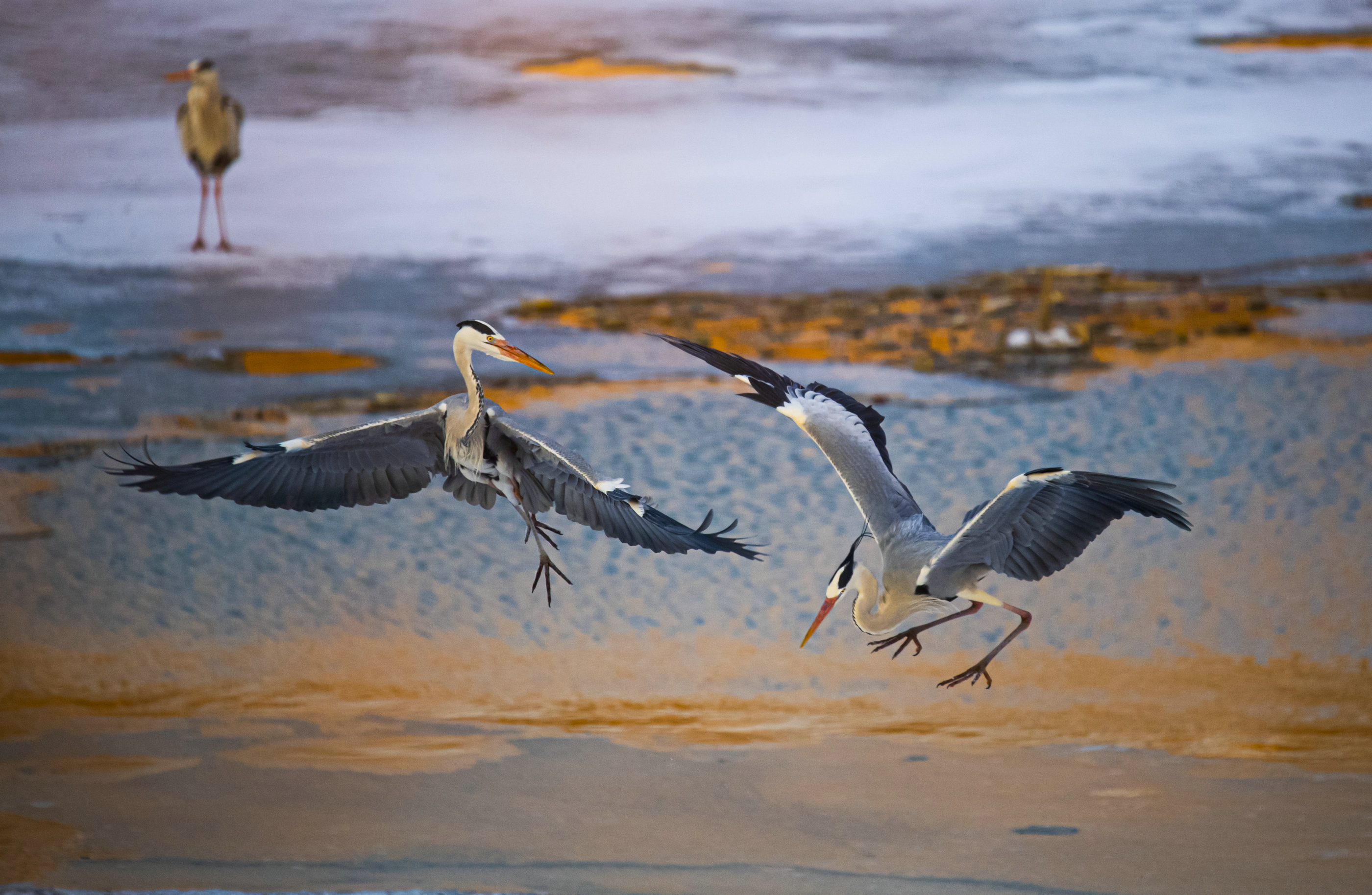 DSC_8859 ����.jpg