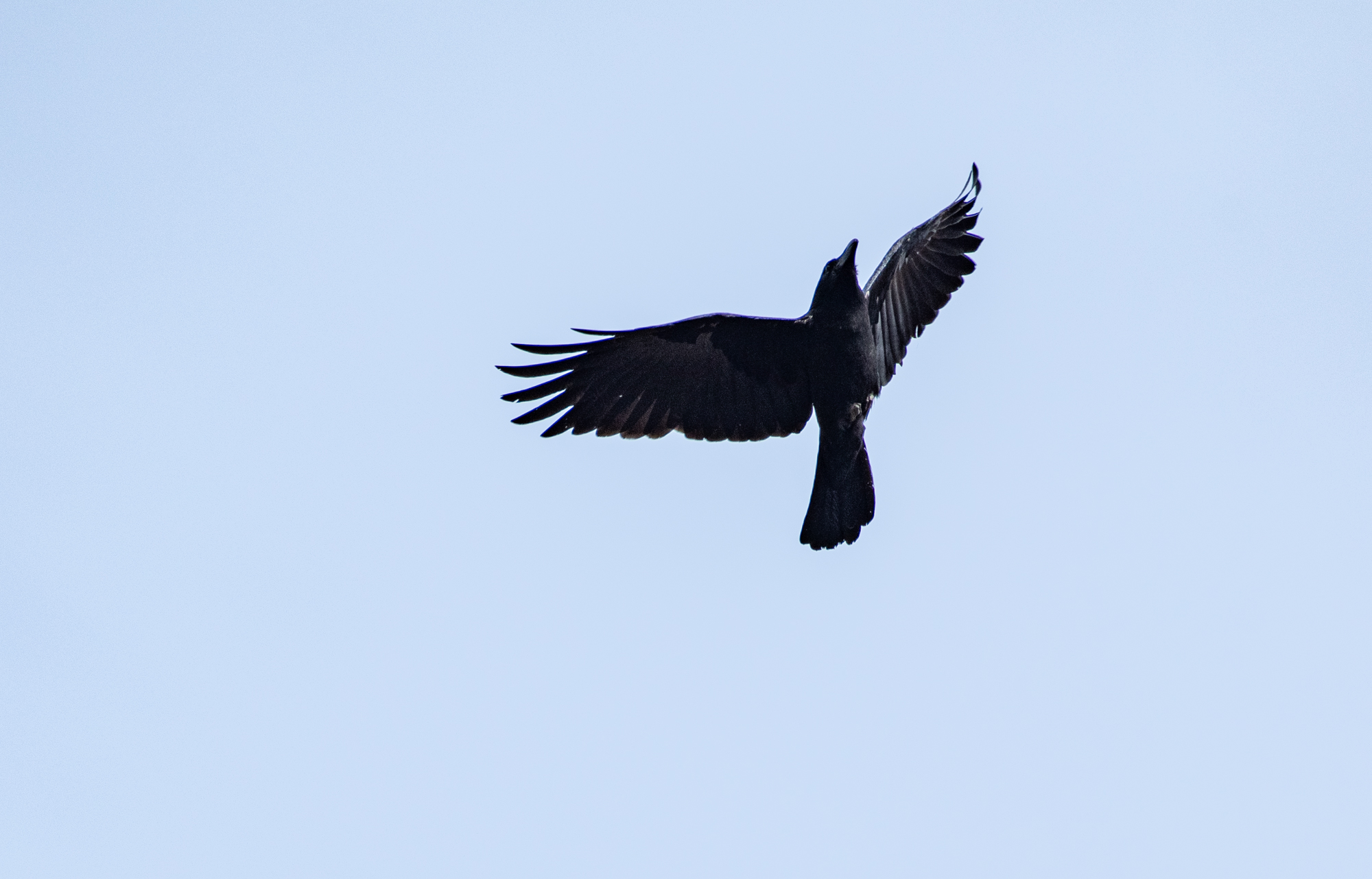 DSC_4918.jpg