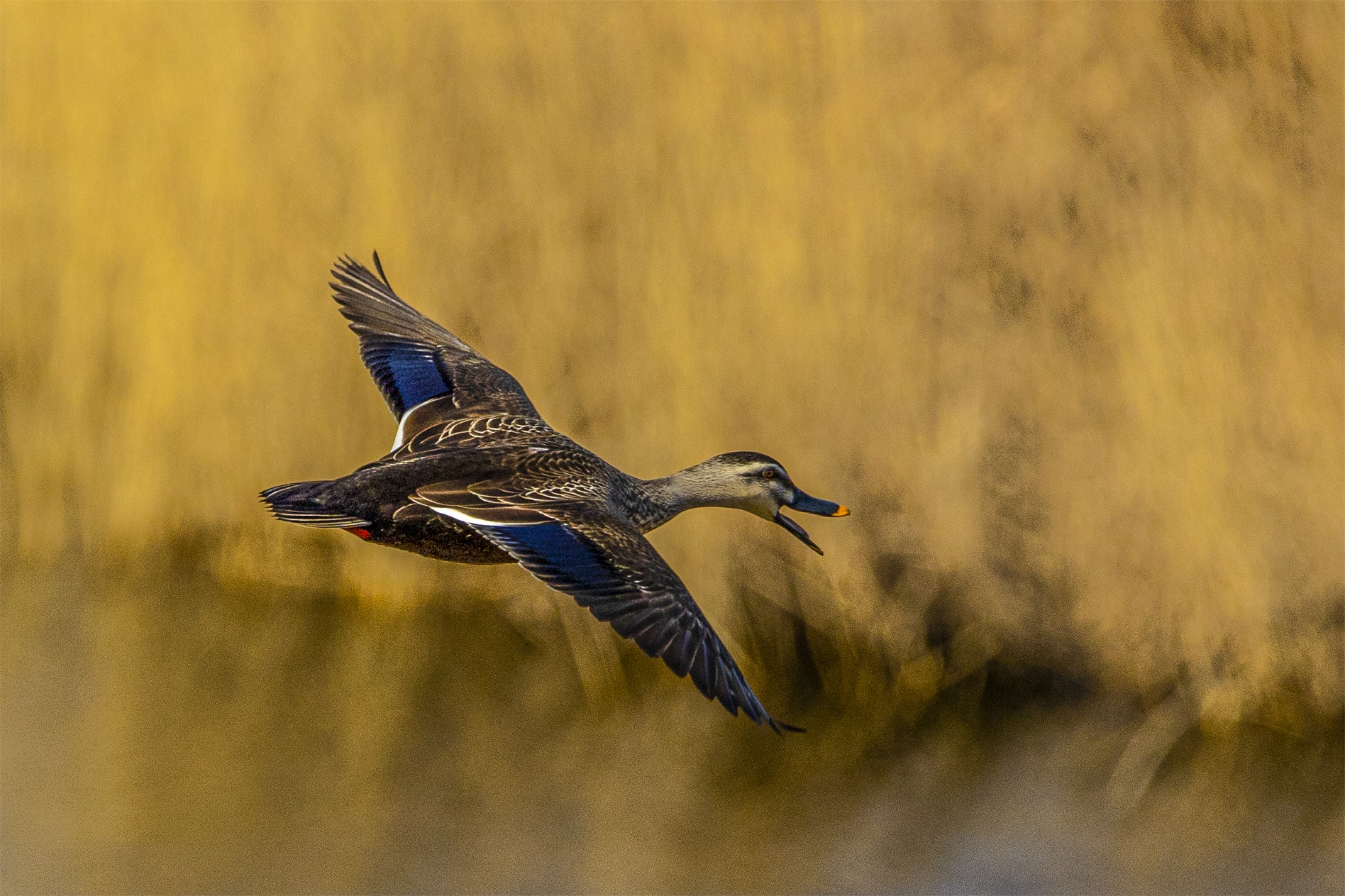 1K3A3968 ����1.jpg