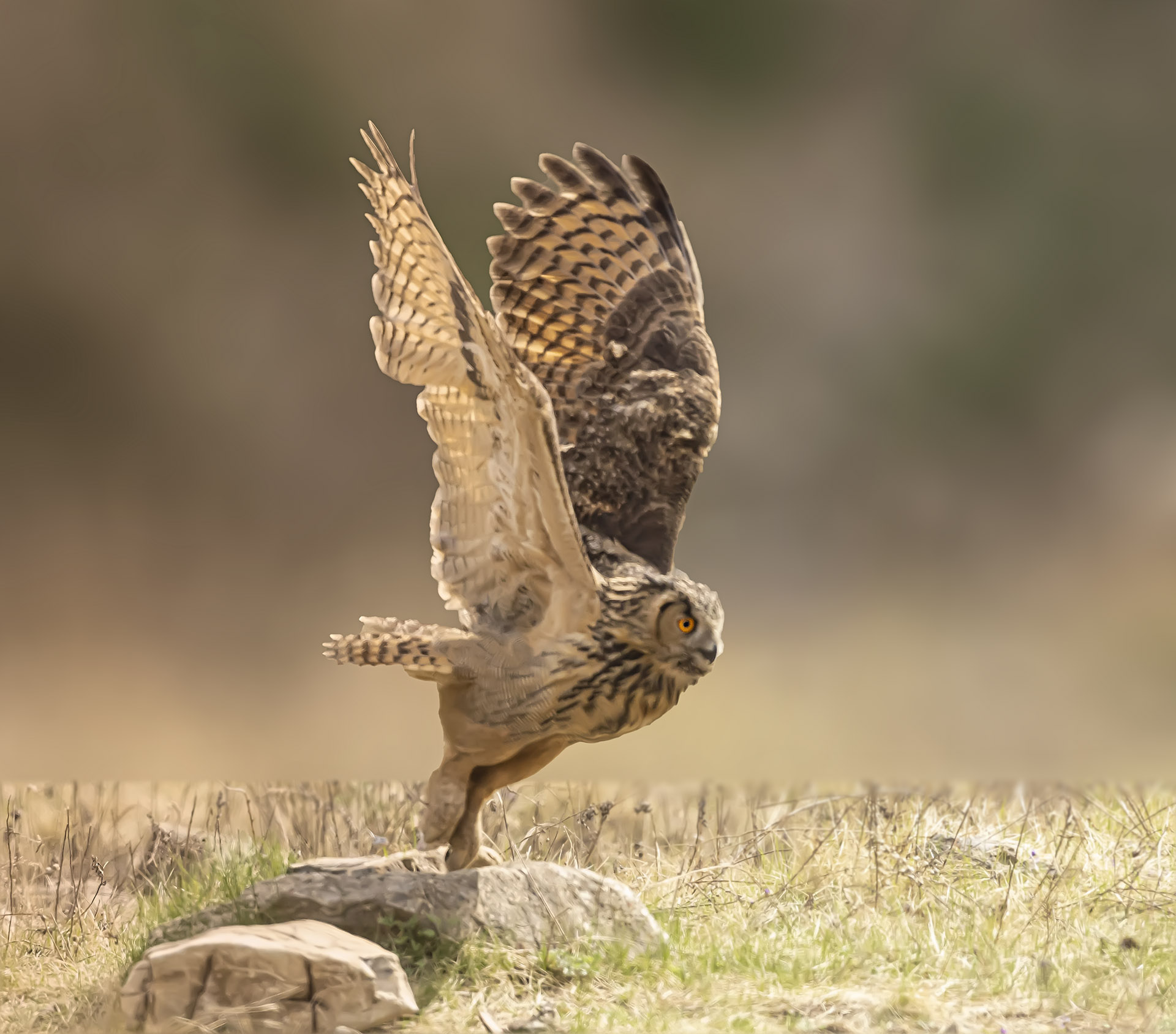 019A7152 ����.jpg