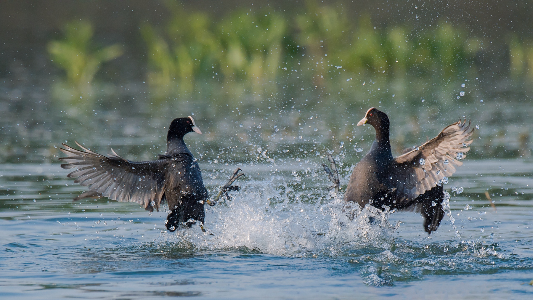 DSC_8633 - ����.jpg