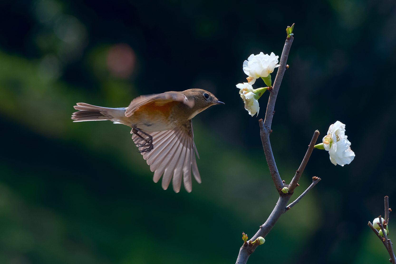 DSC_7693_DxOa.jpg