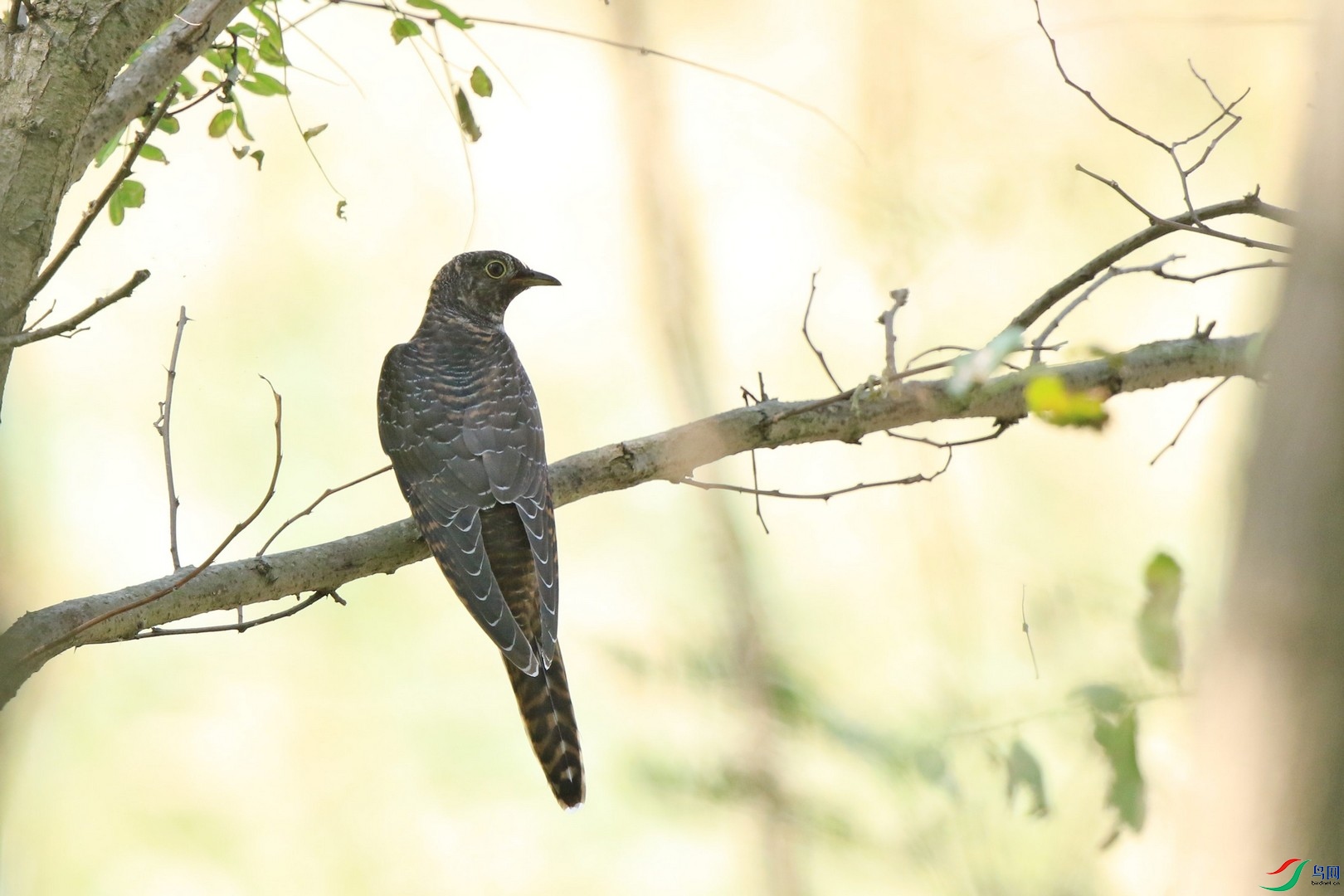 �����ž���� 0F4A1259.jpg