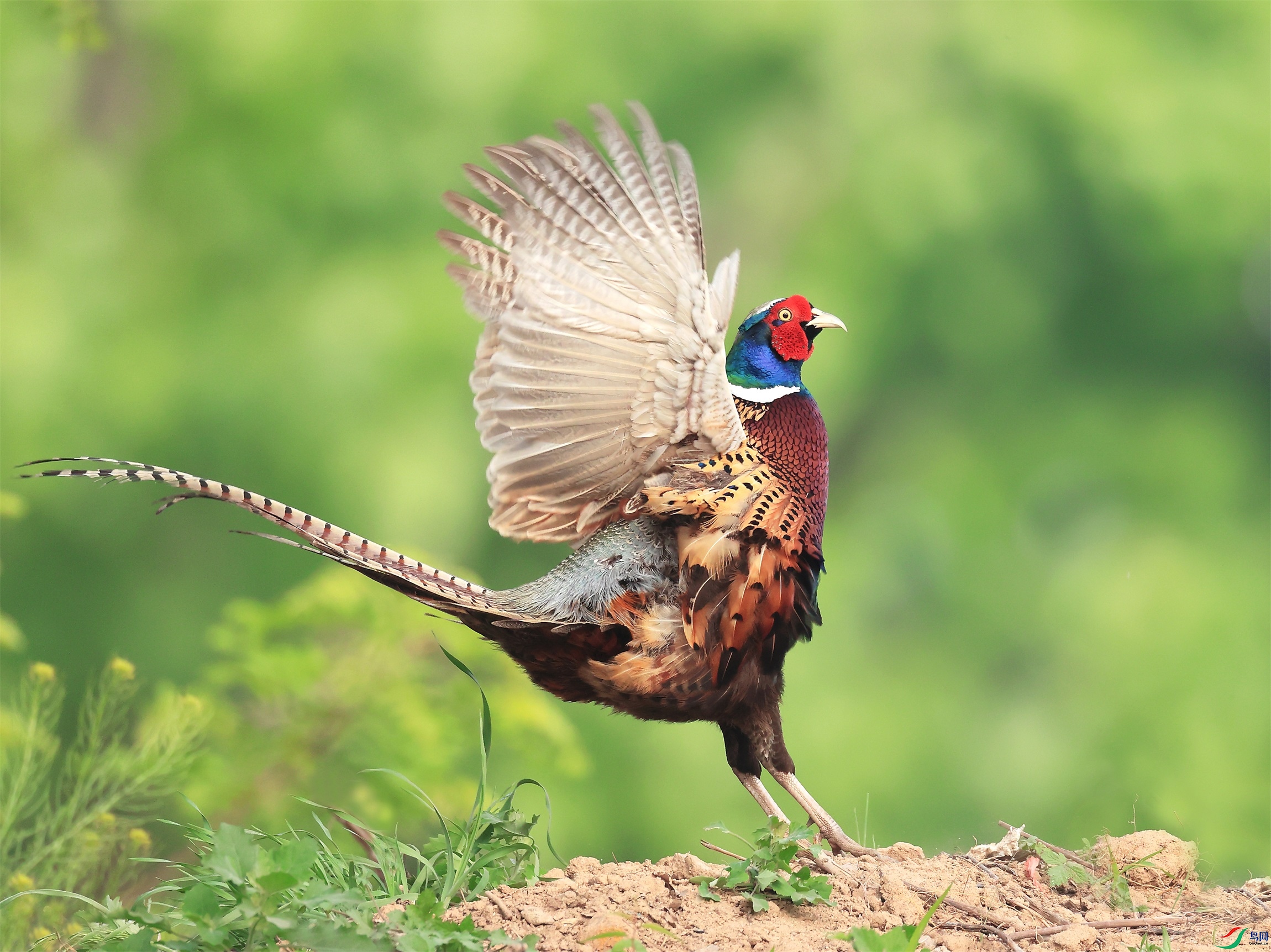 259 - ���� (2).JPG