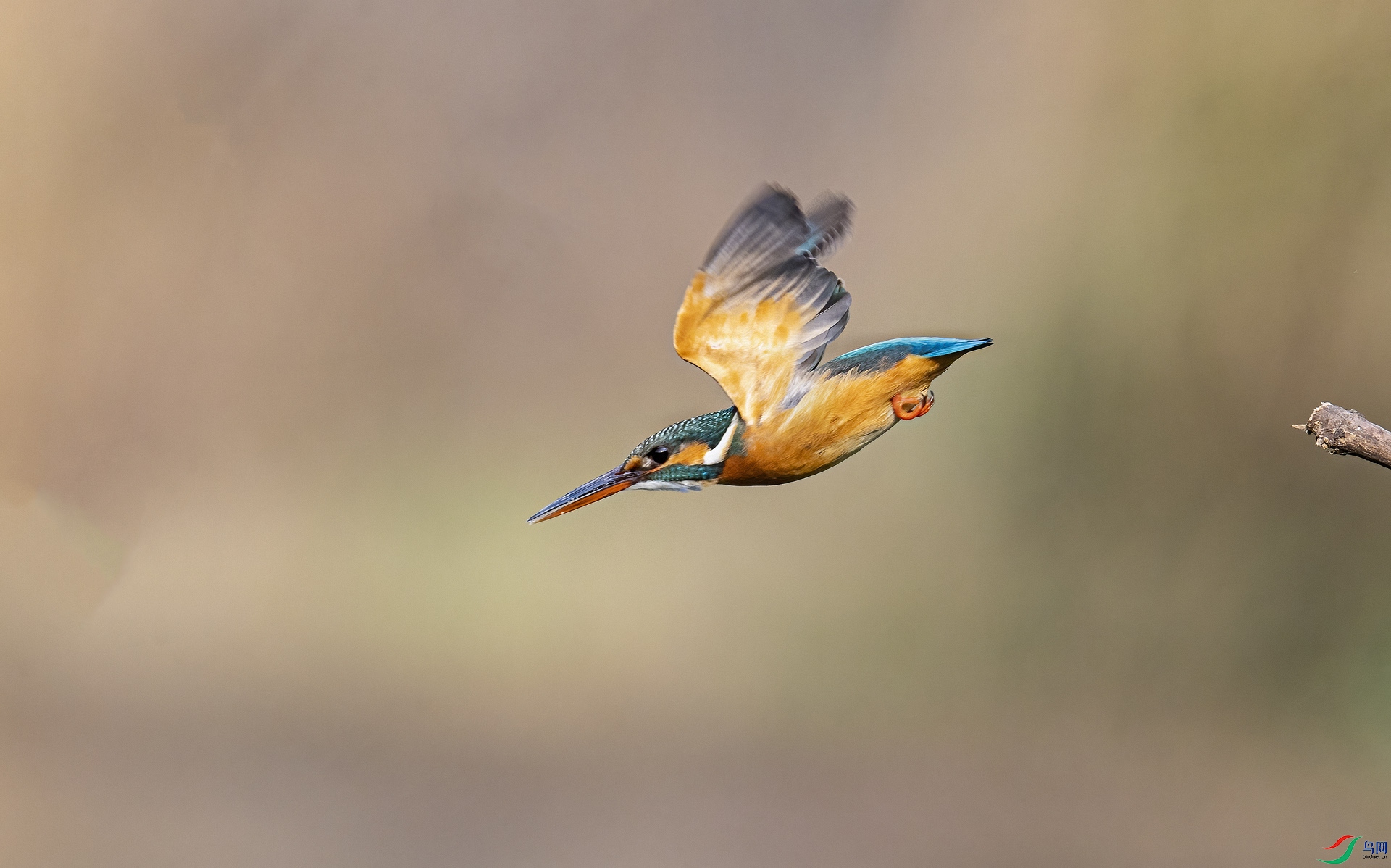 DSC_8949-2.jpg